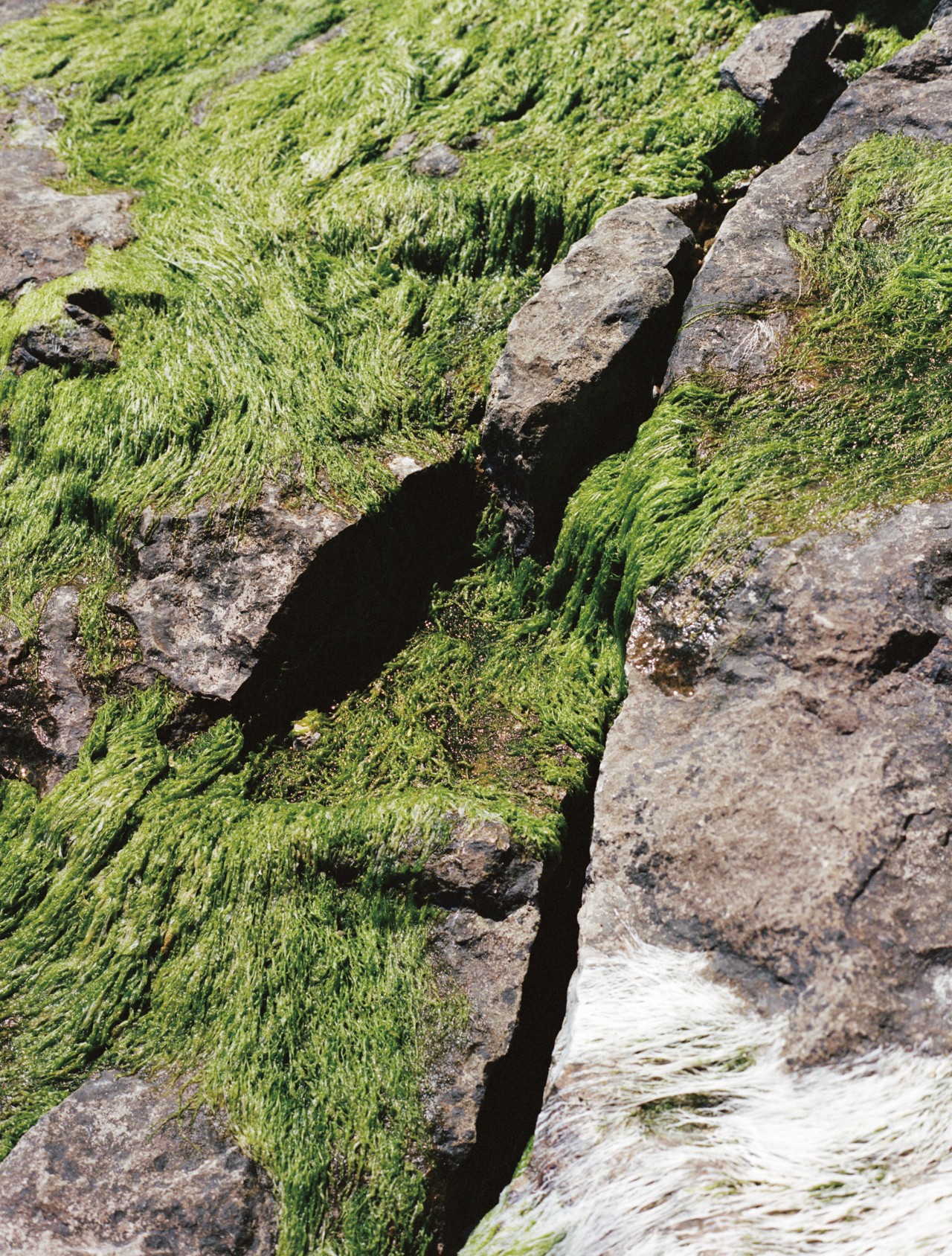 Moss grows along a rocky canyon. The large cracks are indicative of evolution.