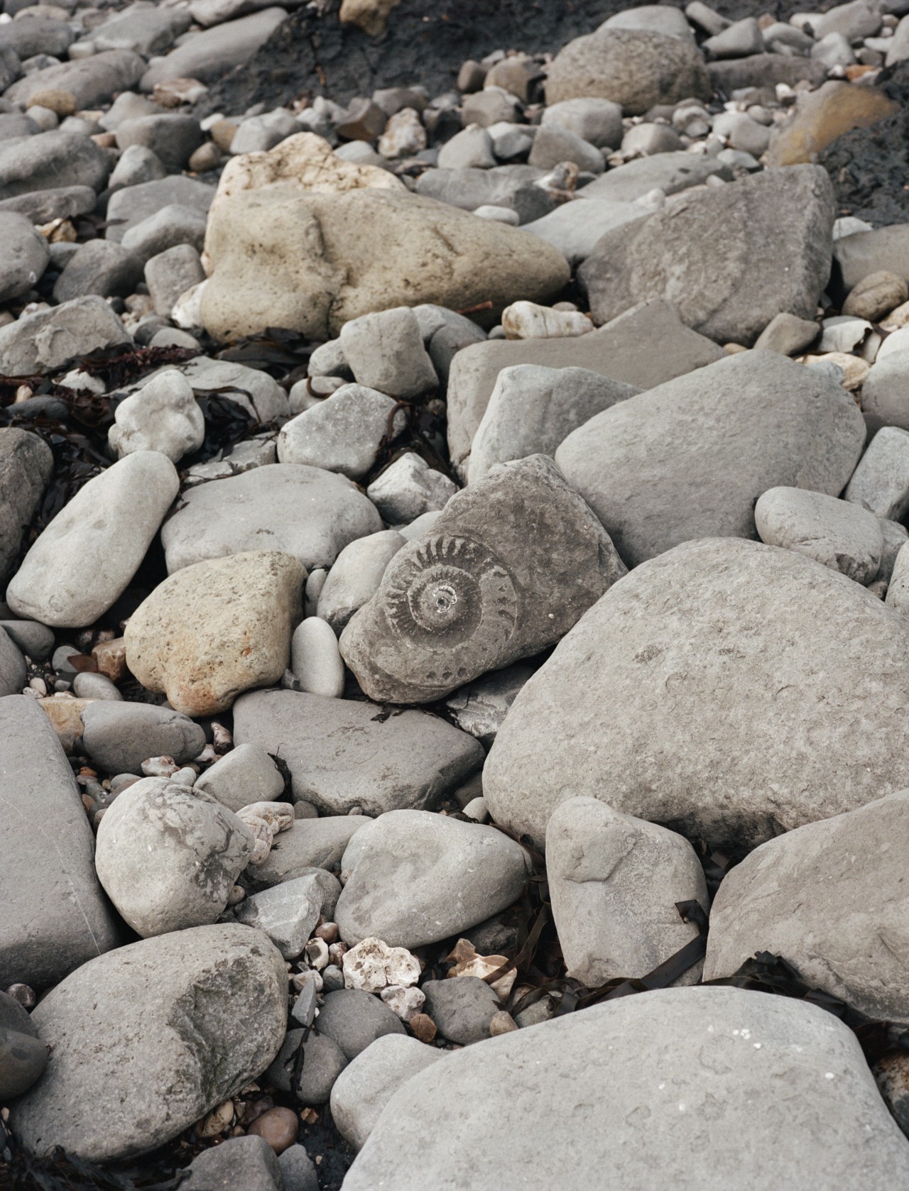 A medley of small and large smooth grey rocks are stacked on one another. A fossil print is outlined on a rock, demonstrating evolution.