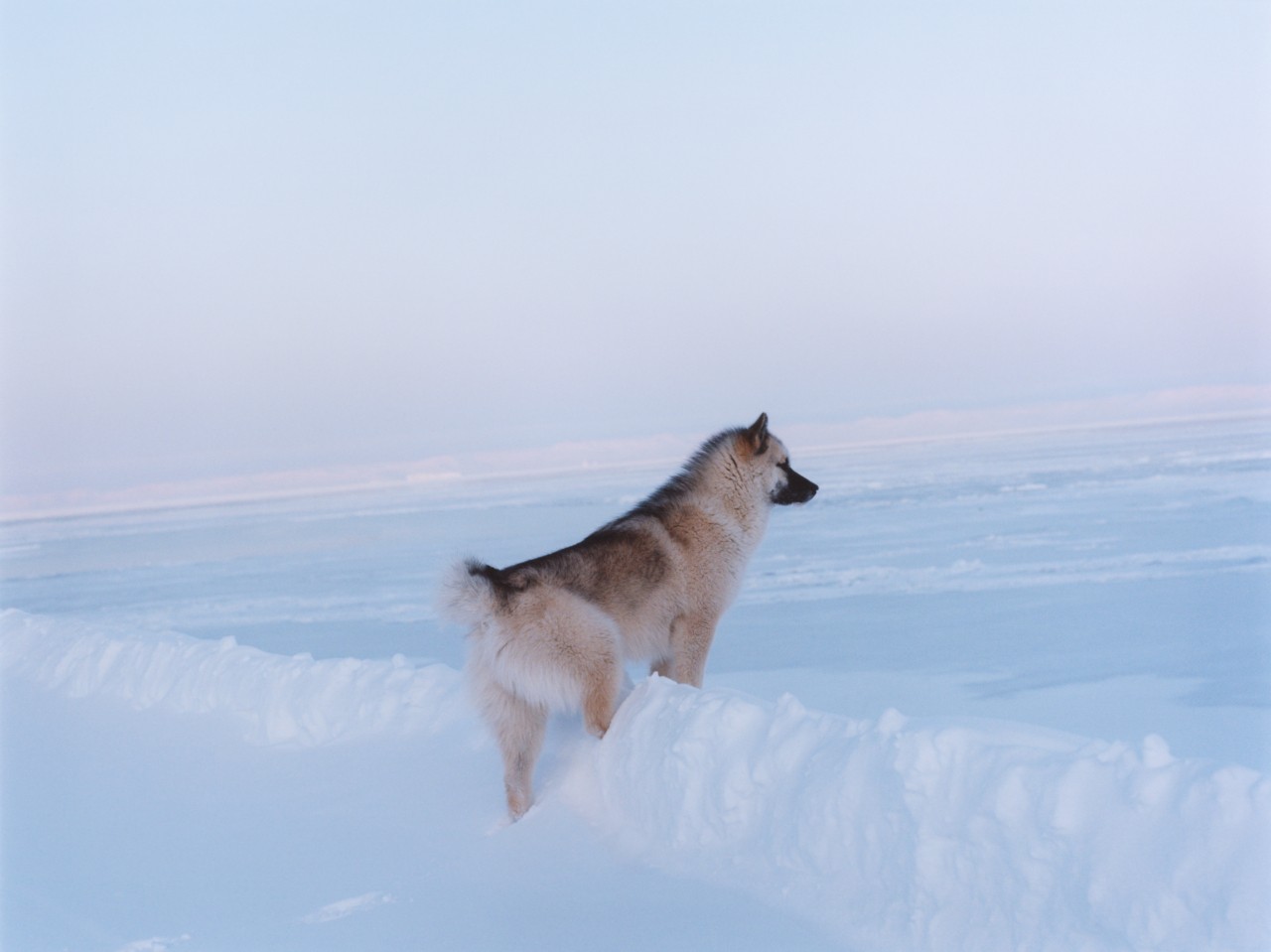 A snowdog looking in the distance in Greenland snow