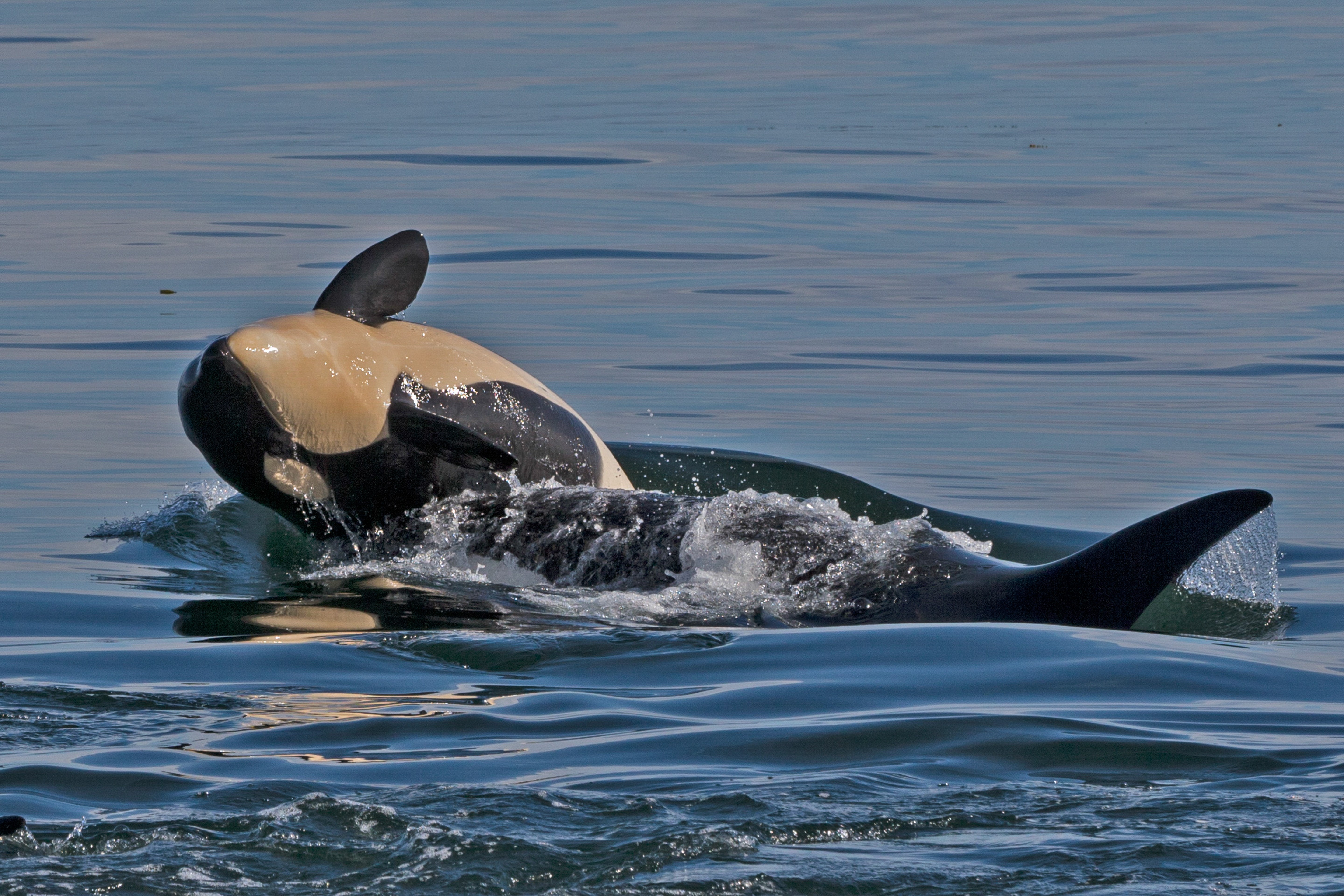 Humans Are Learning How To Speak Whale - Atmos