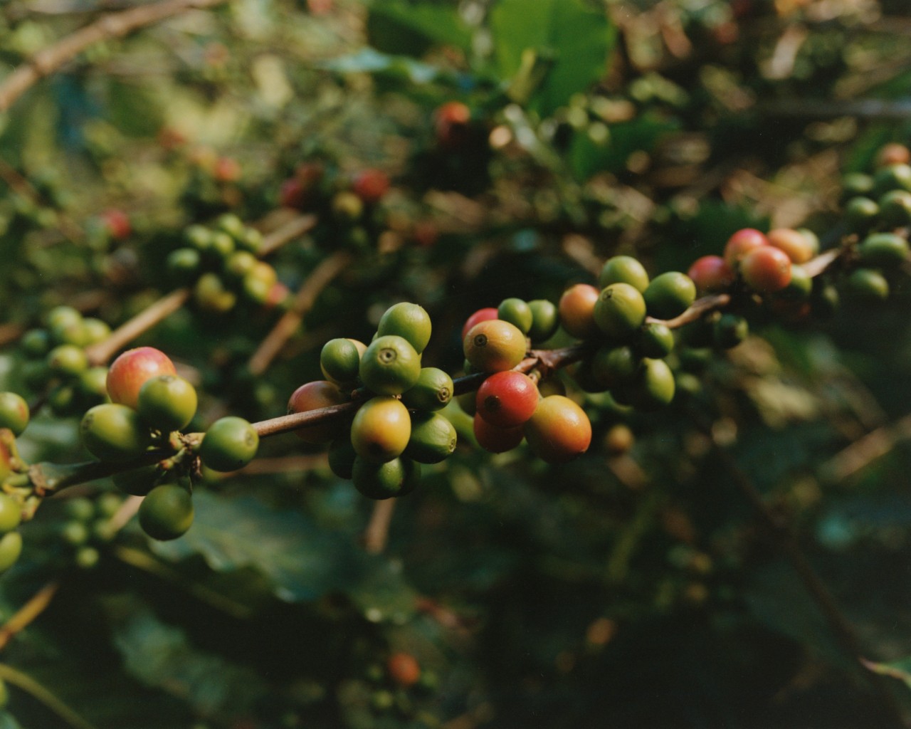 A small unripened green and red plant in the Blue Mountains.