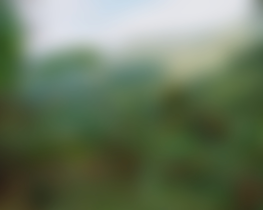 The bright greenery of the mountains.