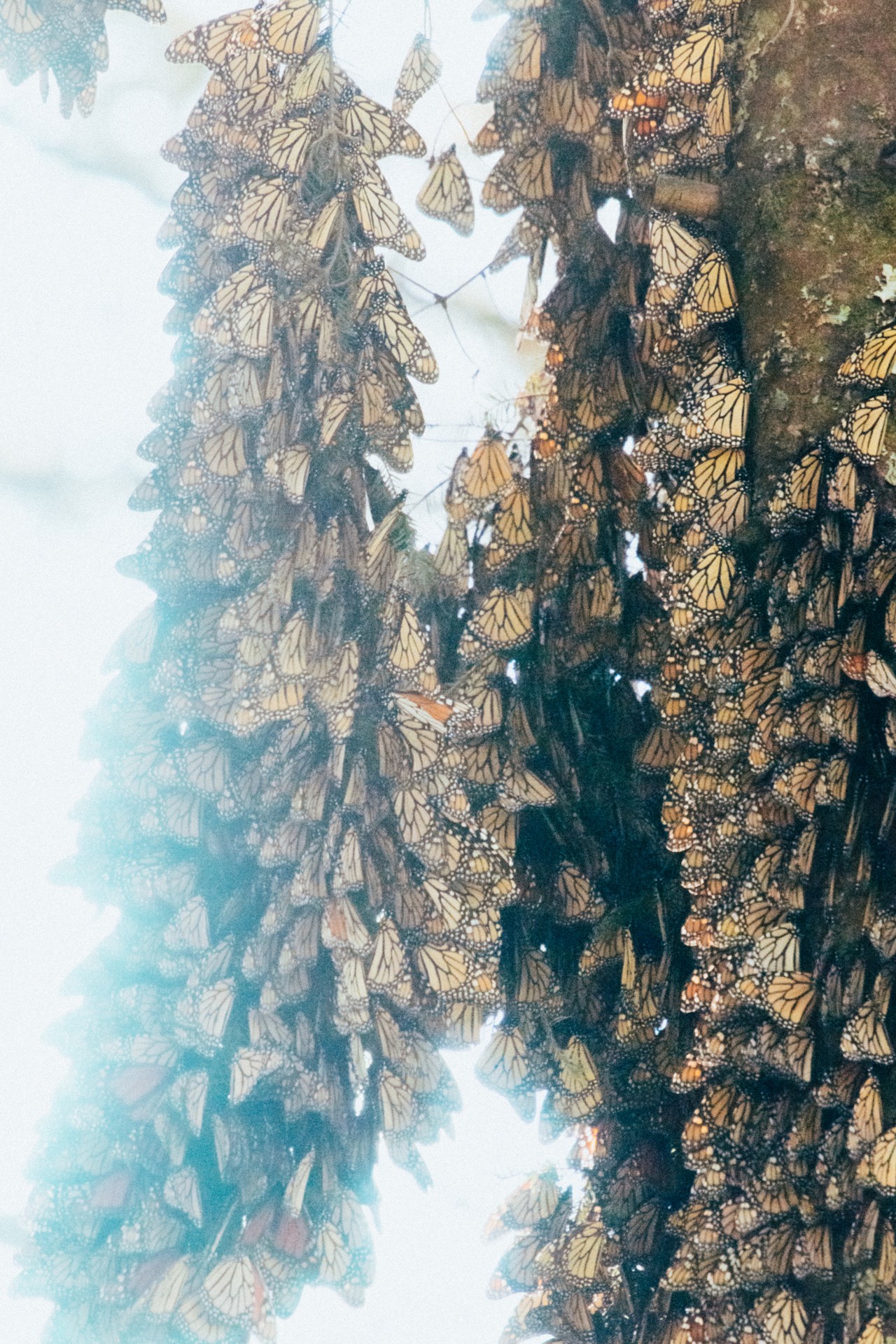 Several monarch butterflies bunch together on a tree branch.