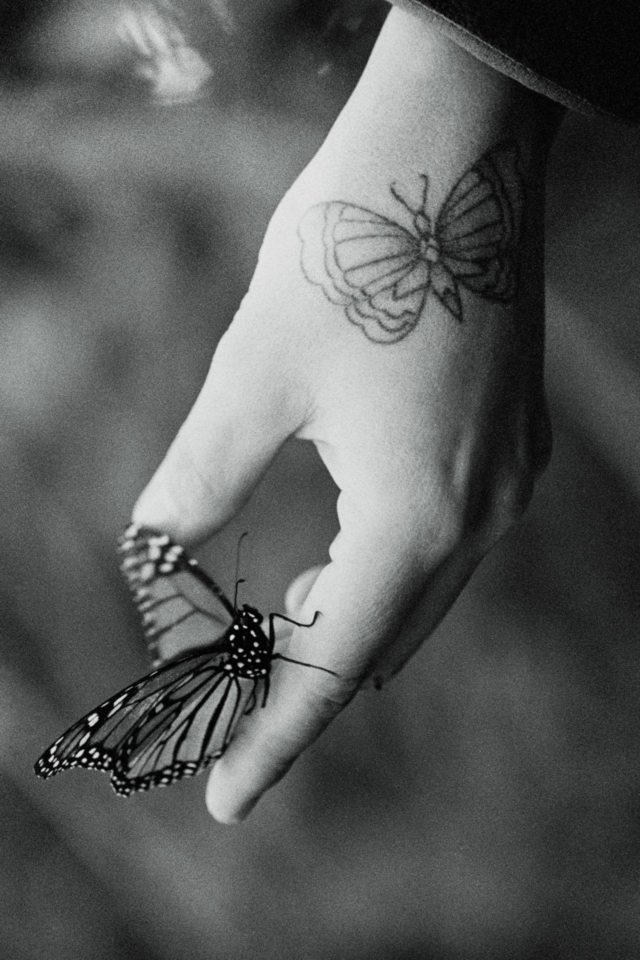 A monarch butterfly rests on the finger of someone with a butterfly tattooed on their hand.