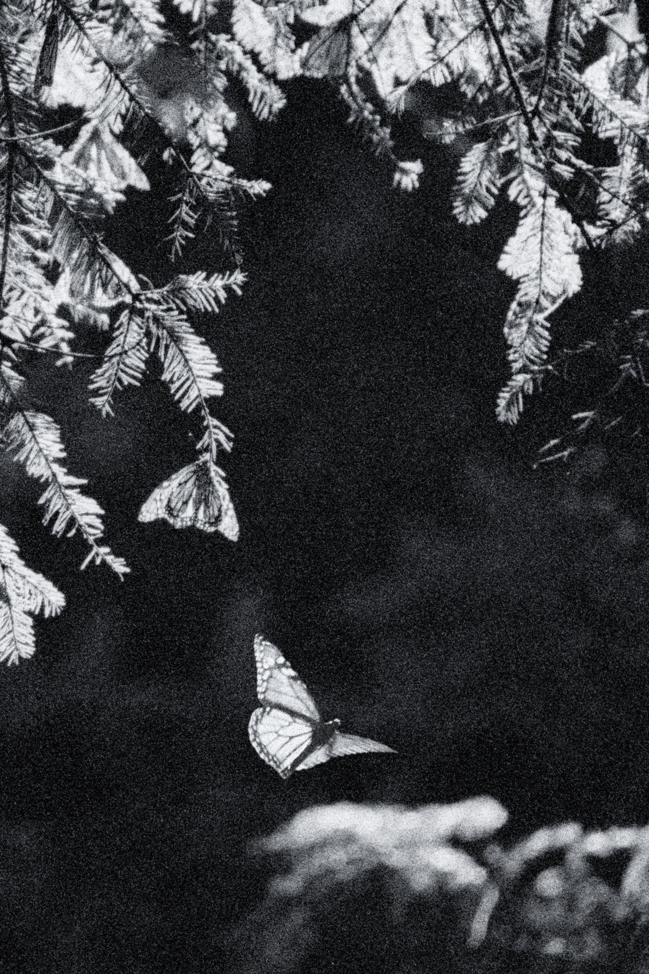 One lone butterfly is caught flying in black and white.