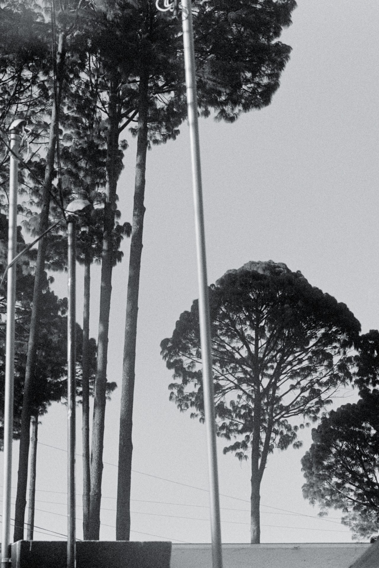 Several tall trees are captured in black and white.