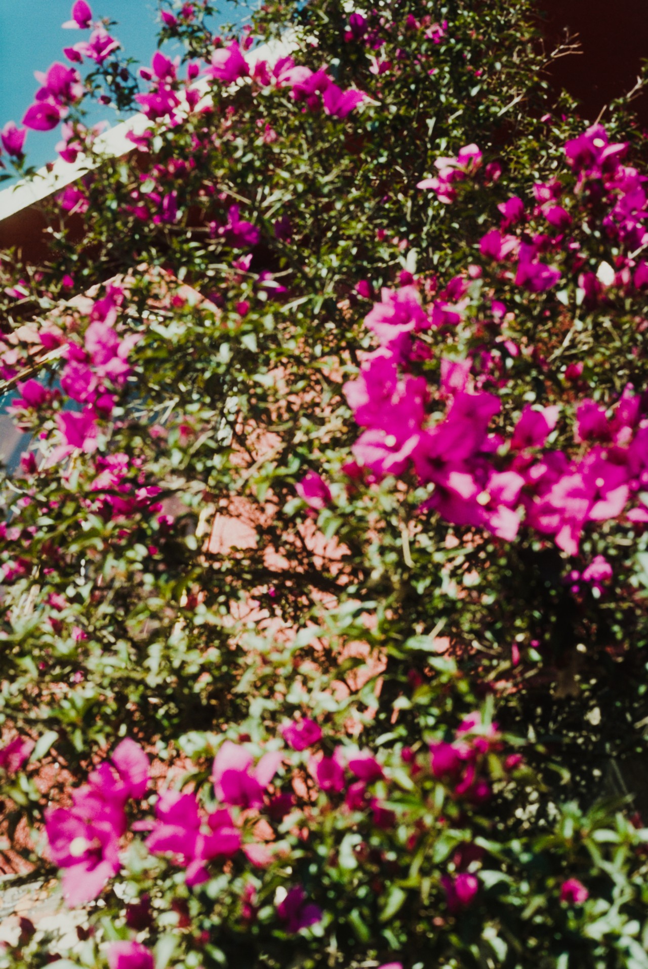 A bed of pink flowers.