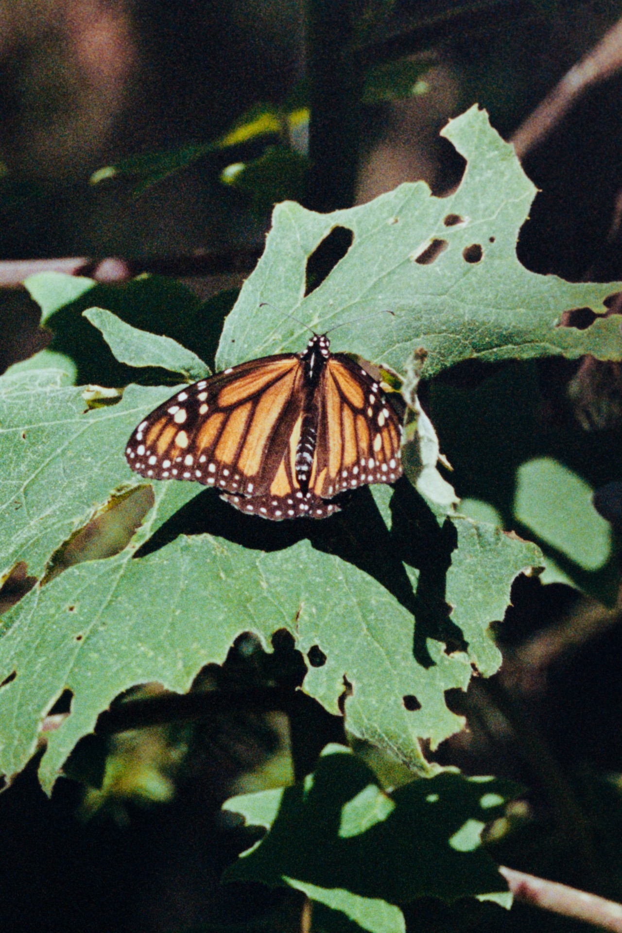 A monarch butterfly is still on a leaf.