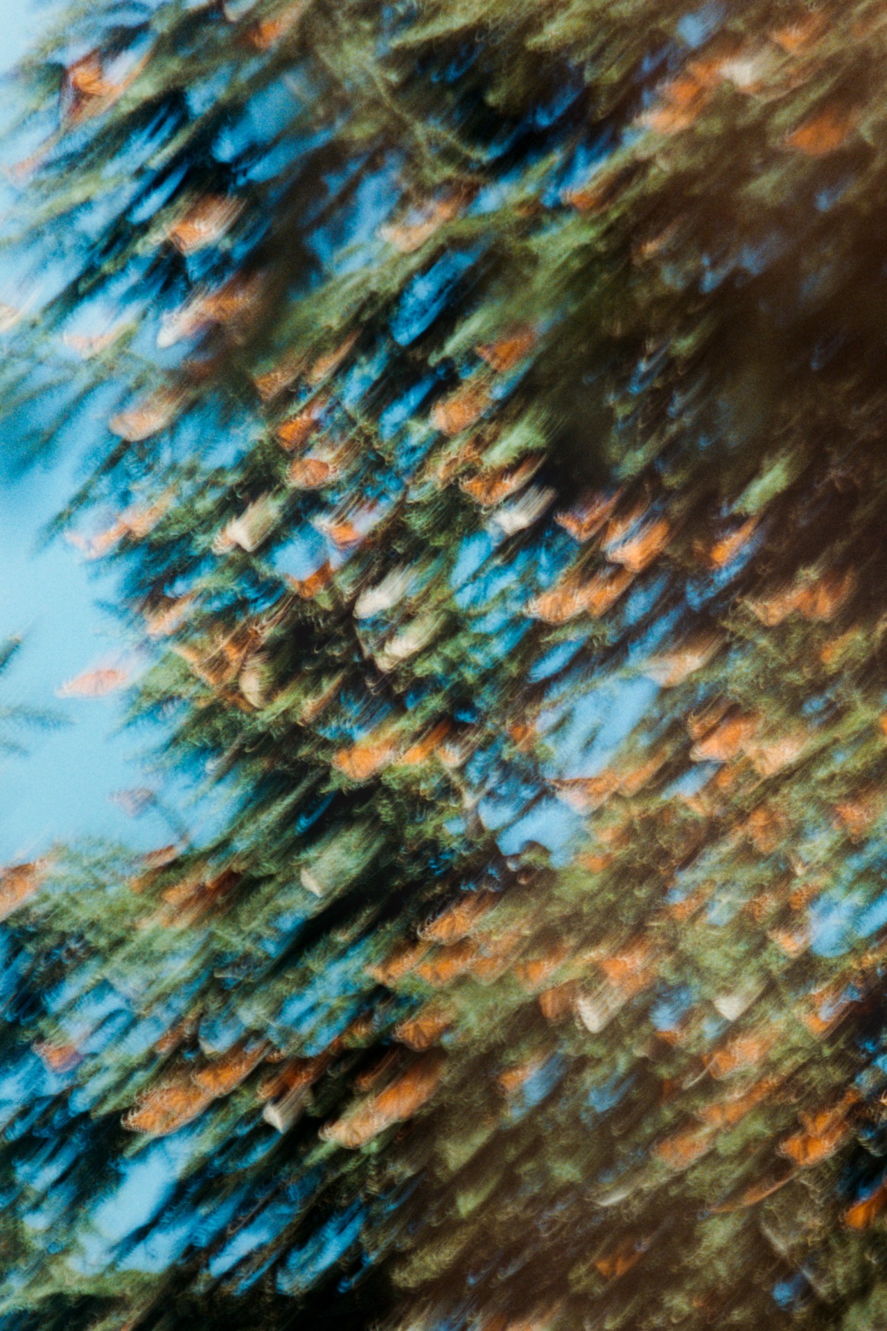 A mix of orange and green blend together in a blurry shot of several monarch butterflies in a tree.
