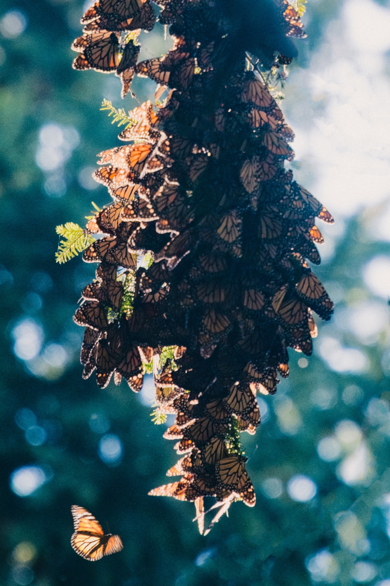 Several butterflies gather together in the shape of a tree.