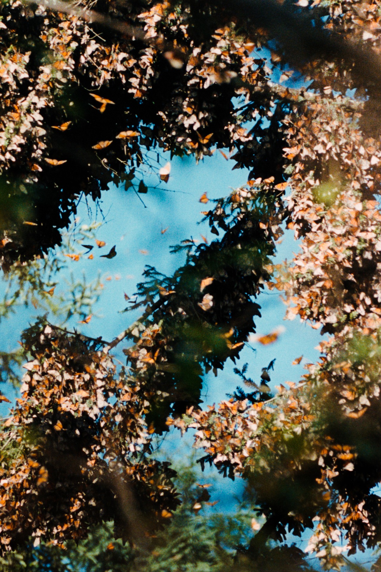 Hundreds of butterflies gather in the leaves of a tree.