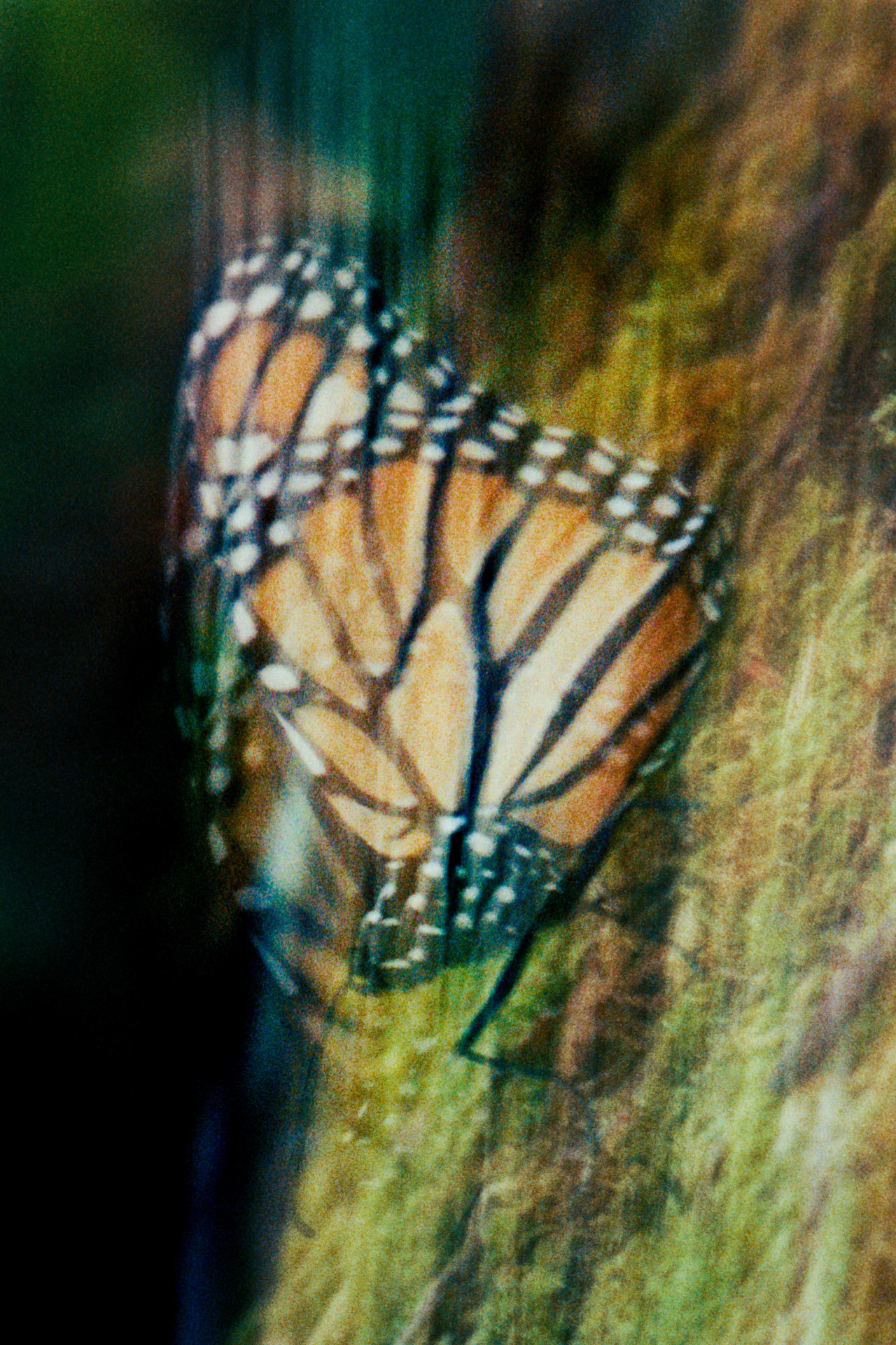 A monarch butterfly flaps its wings while resting on a tree trunk.