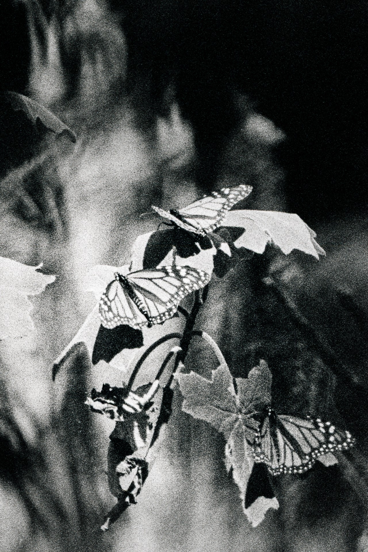 Three butterflies are captured resting on a trio of leaves, in black and white.