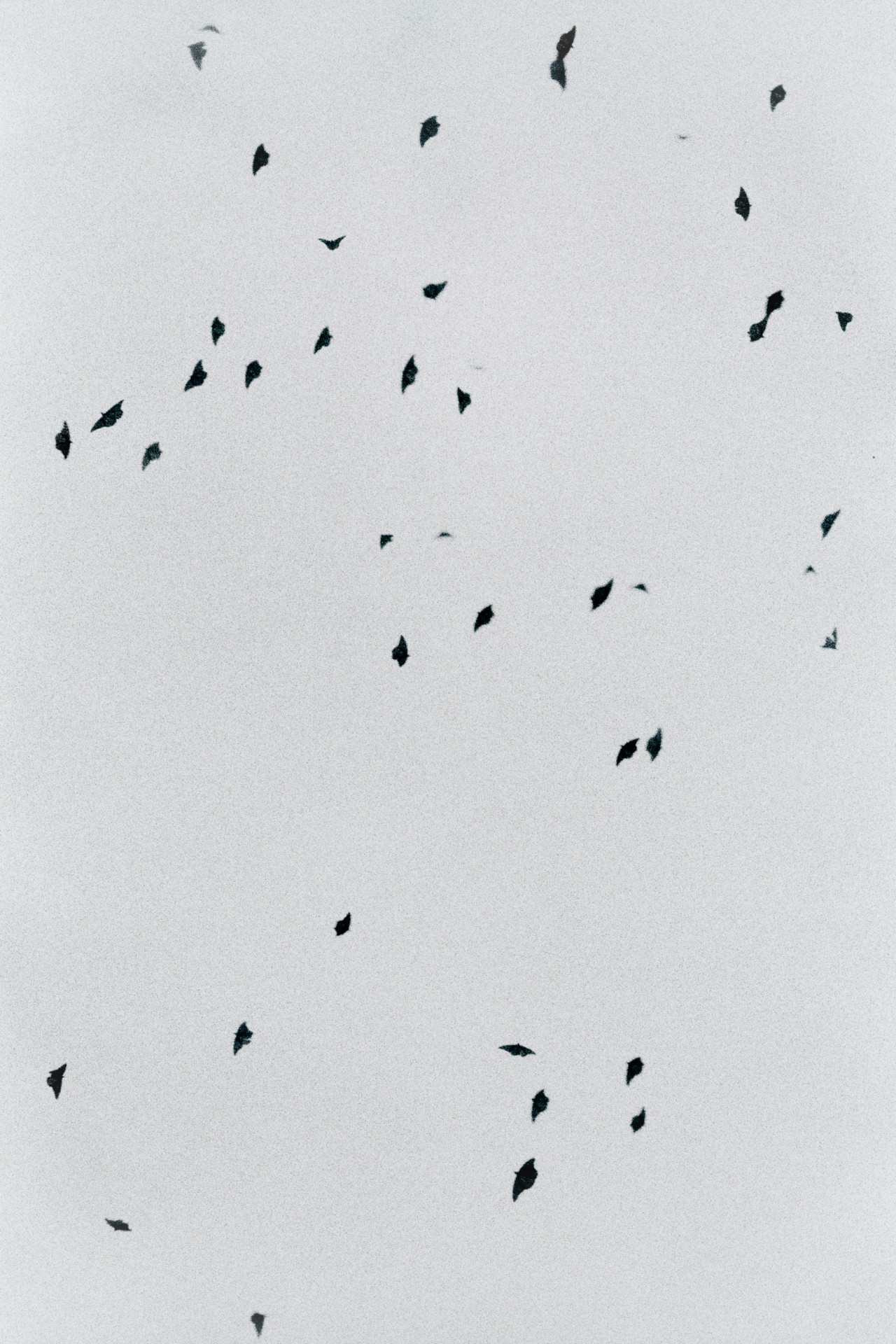 Several monarch butterflies fly high in thre gray sky.