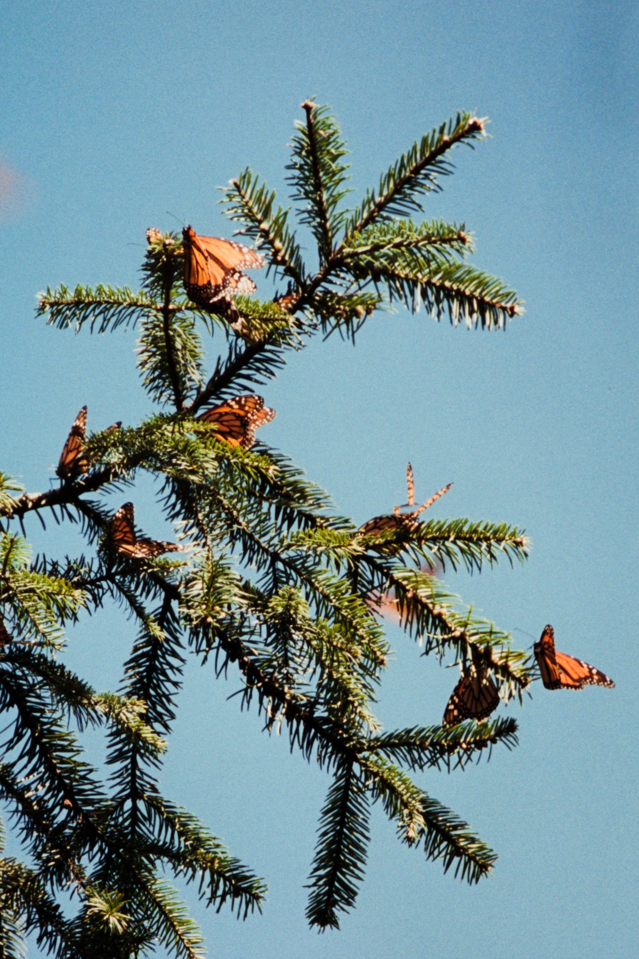 Several monarch butterflies sit on a tree branch.