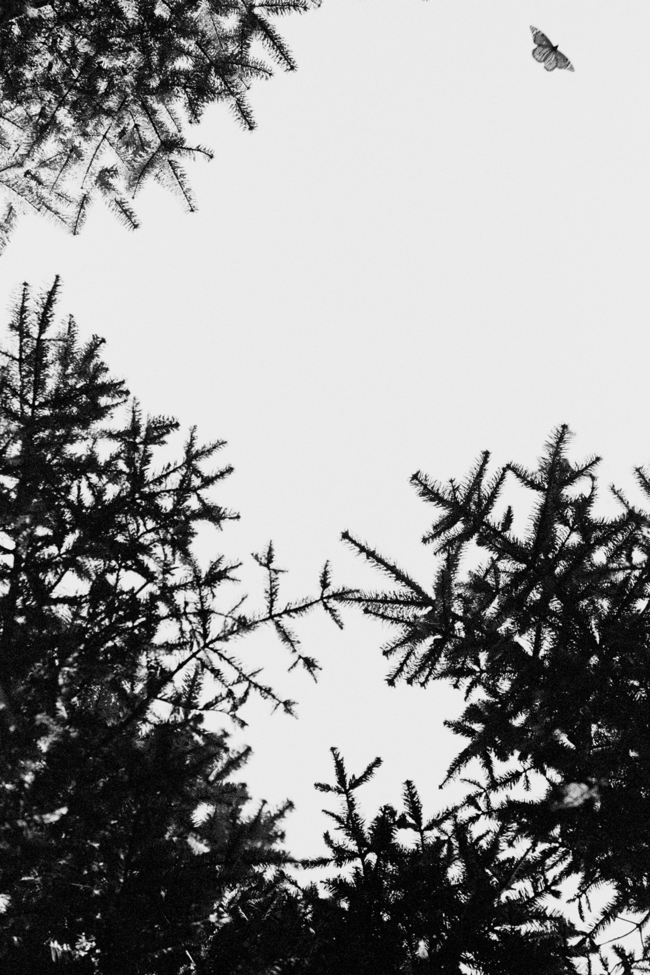 From below, a butterfly is captured flying high above among the trees (black and white).