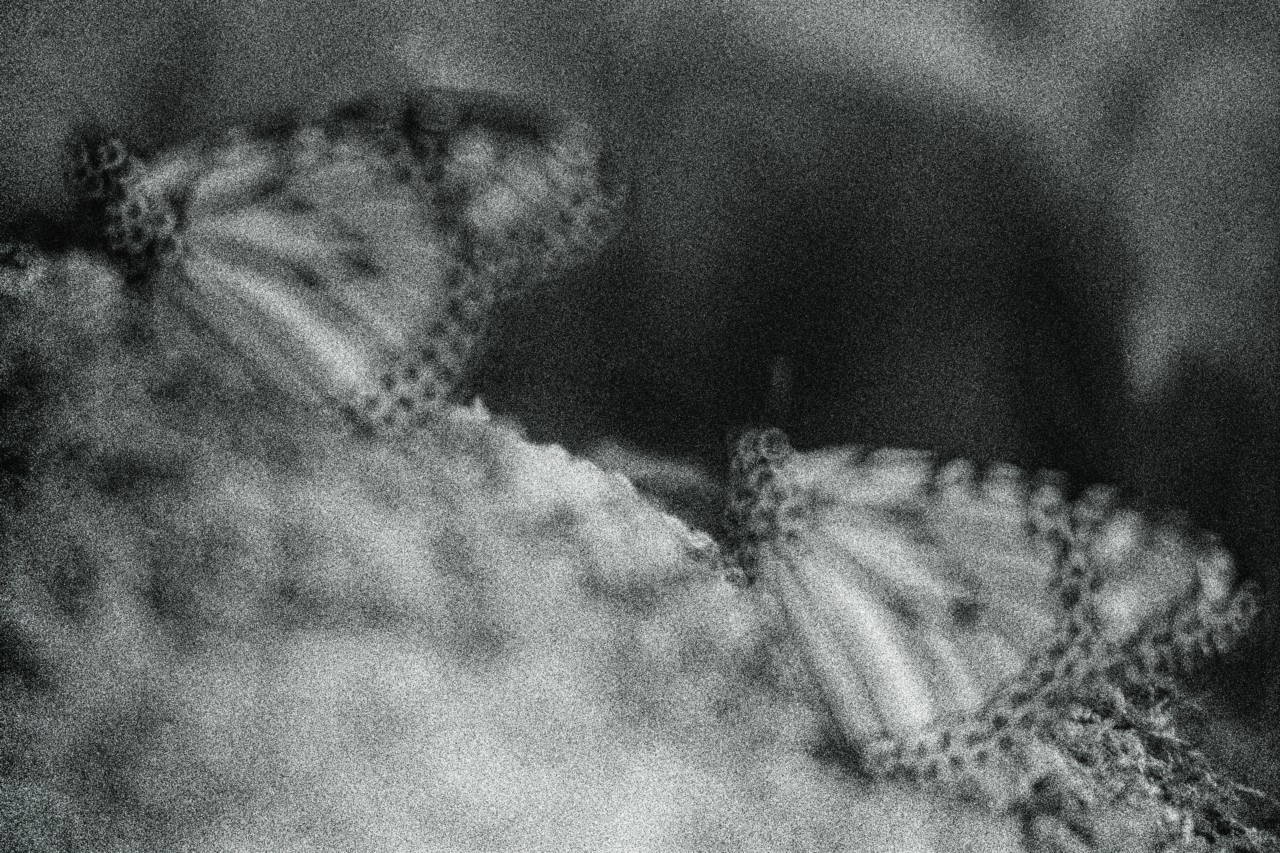 Two monarch butterflies are blurrily shot in black and white.