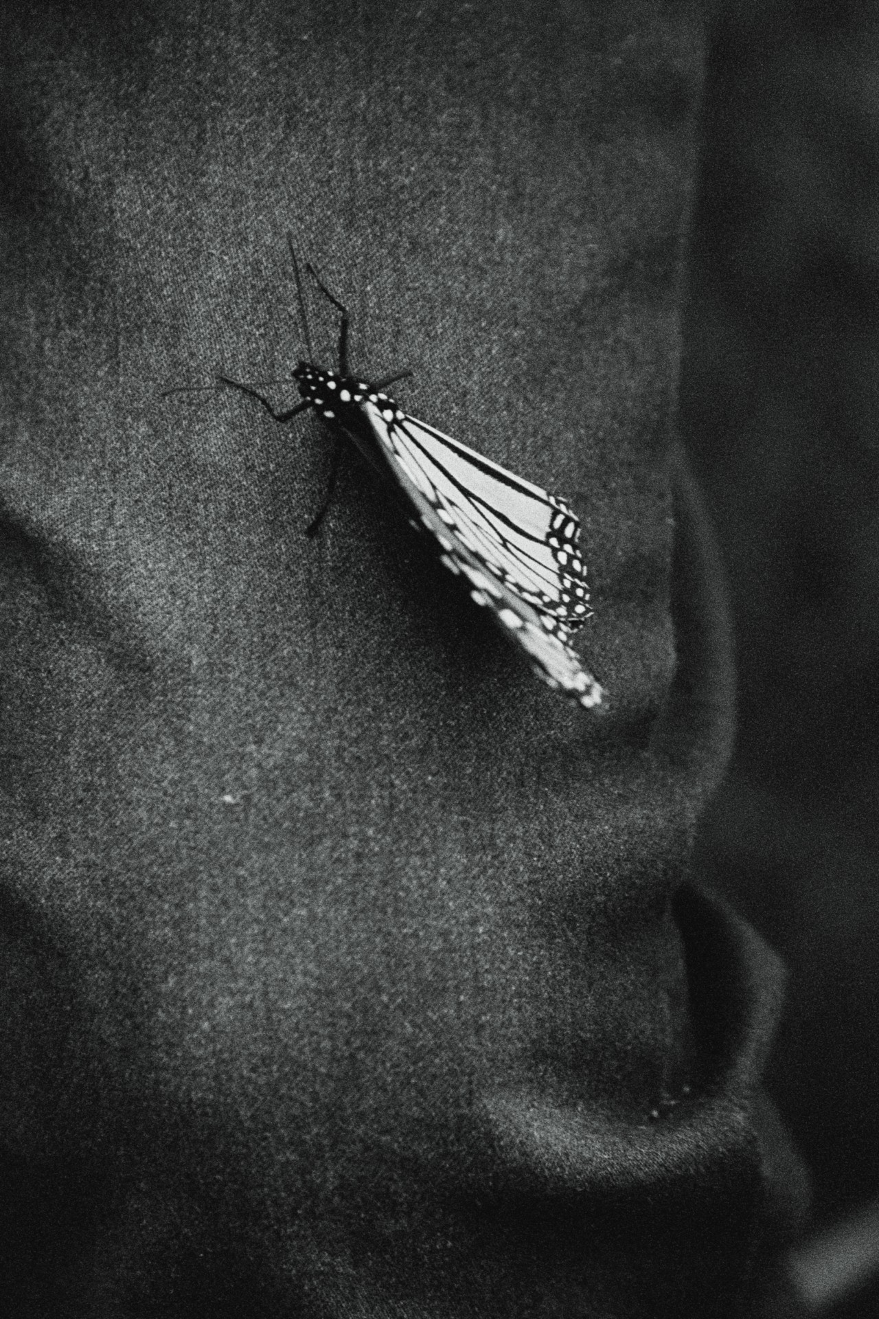 A butterfly rests on the pant leg of a person.