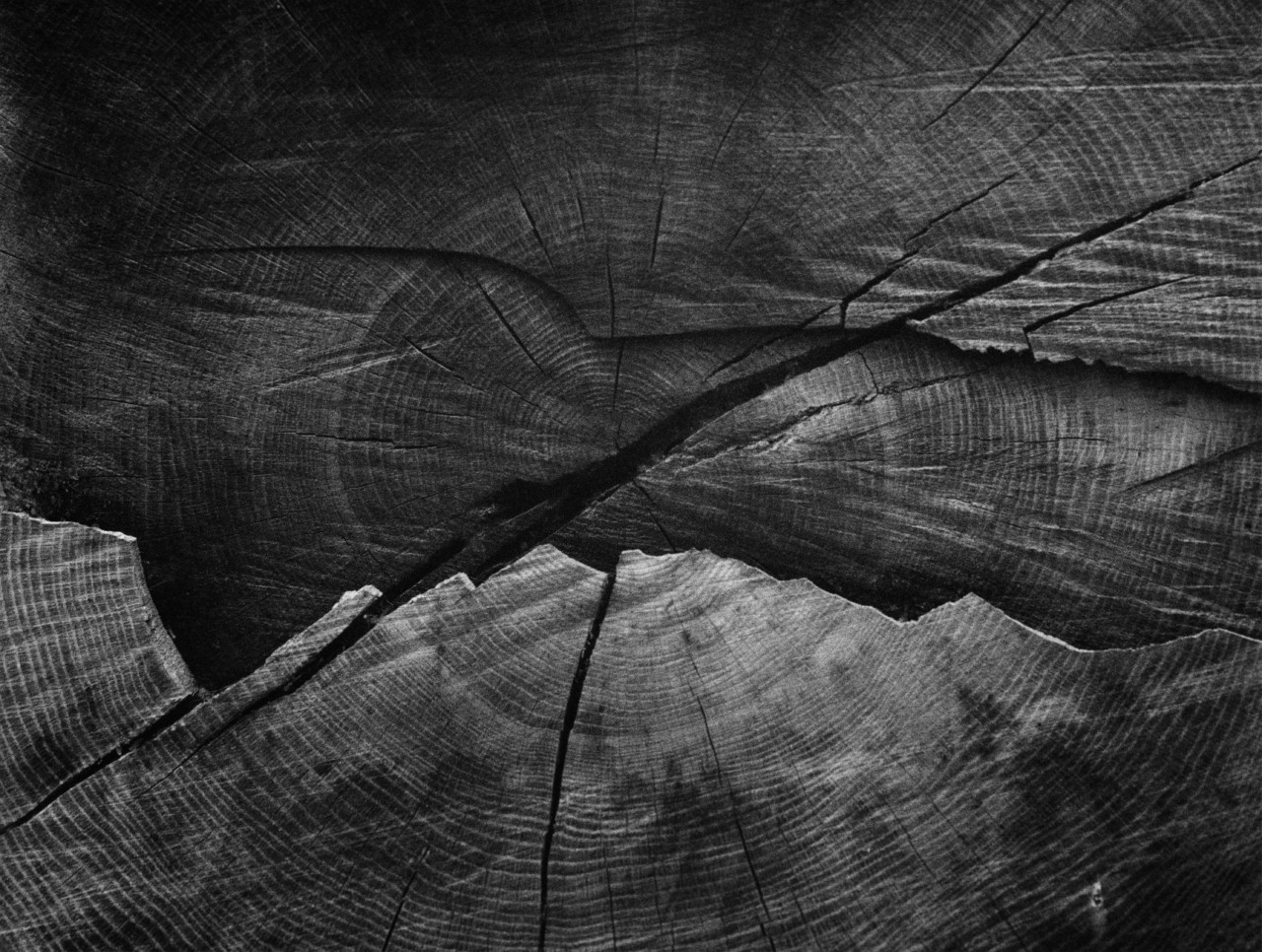 A black and white shot of the center of a large tree trunk.