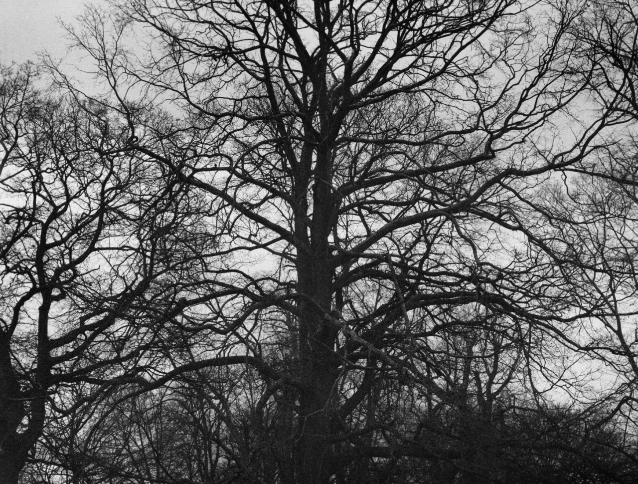Black and white shot of a large tree with branches filling the frame.