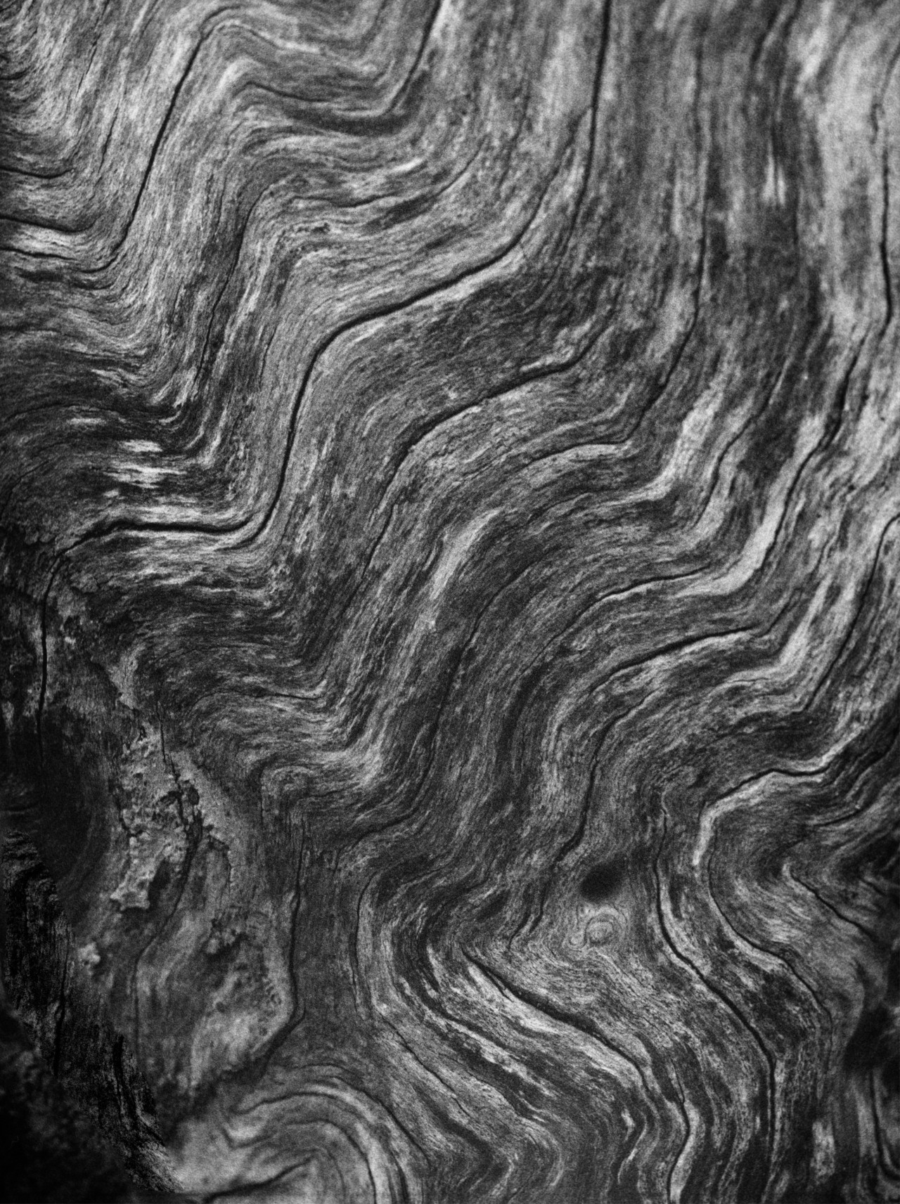 Black and white oak from a tree in an old growth forest.