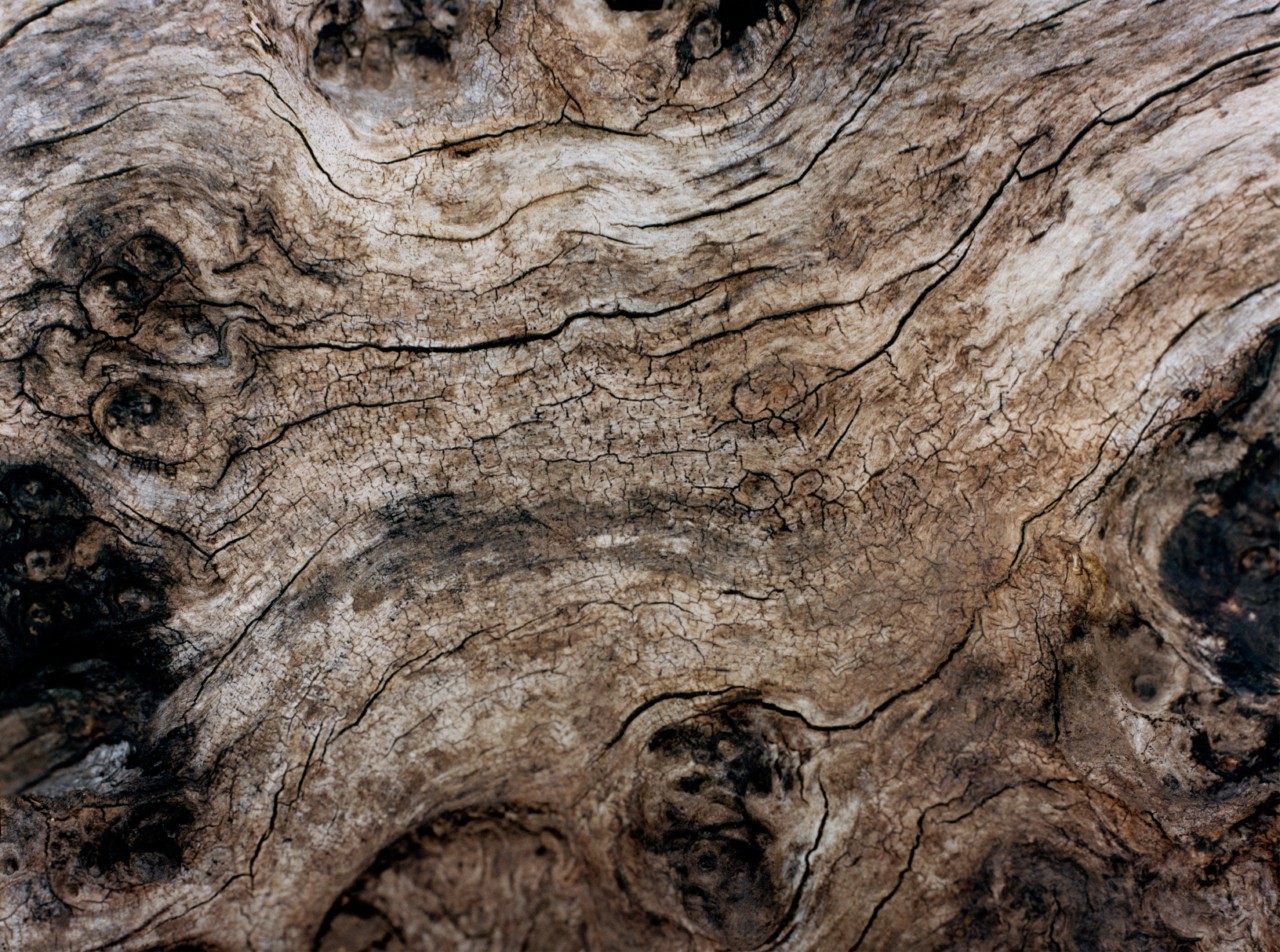 Black, white, and brown bark from a tree in an old growth forest.