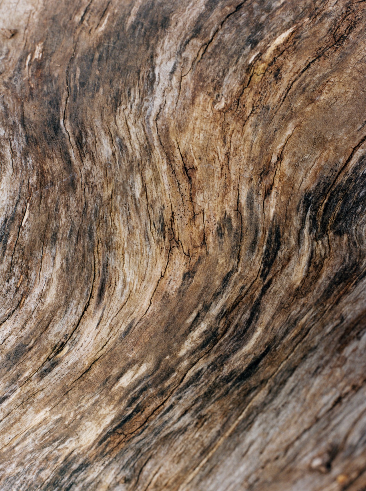 Up close shot of bark from a tree in an old growth forest.