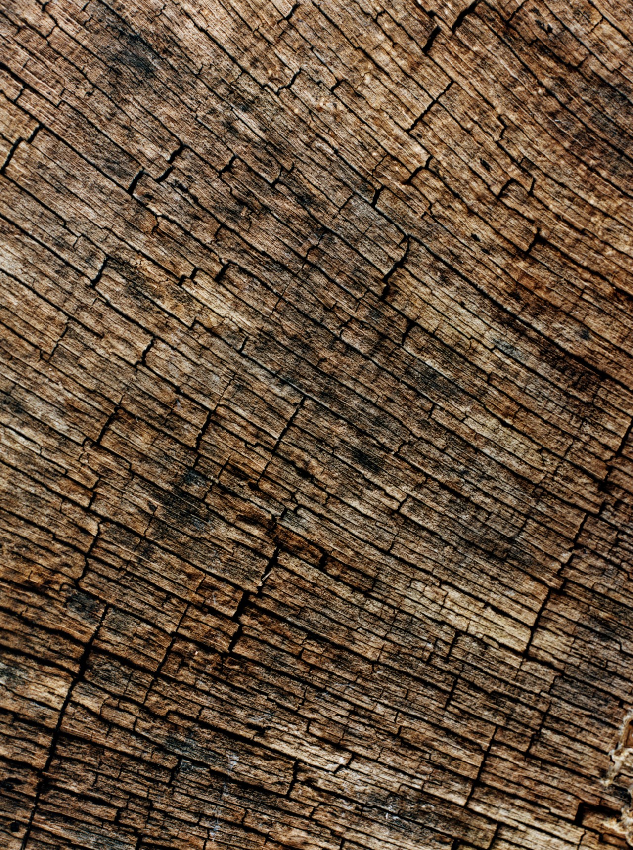 Brown and black bark from a tree trunk.