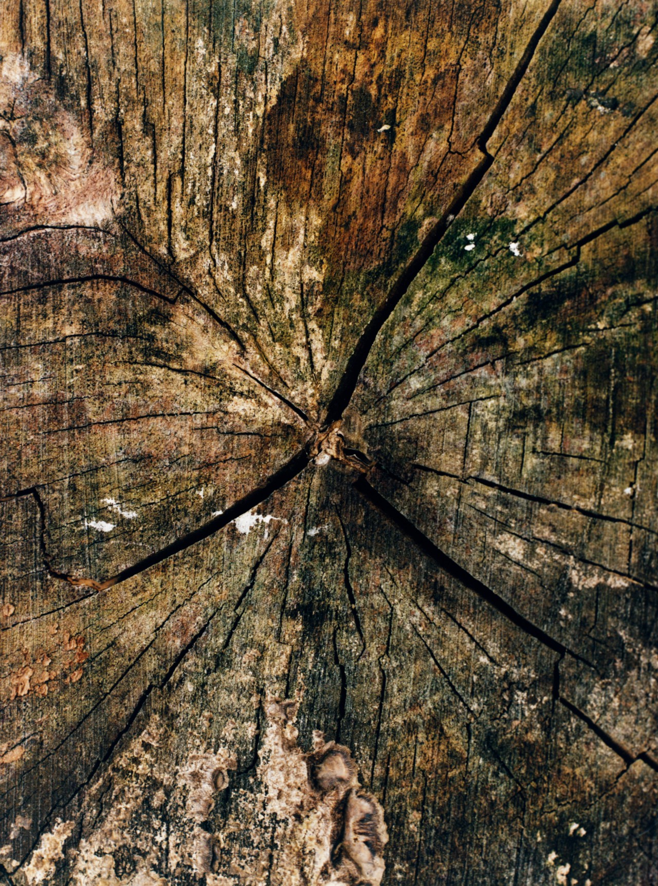The center of a greenish brown tree trunk.