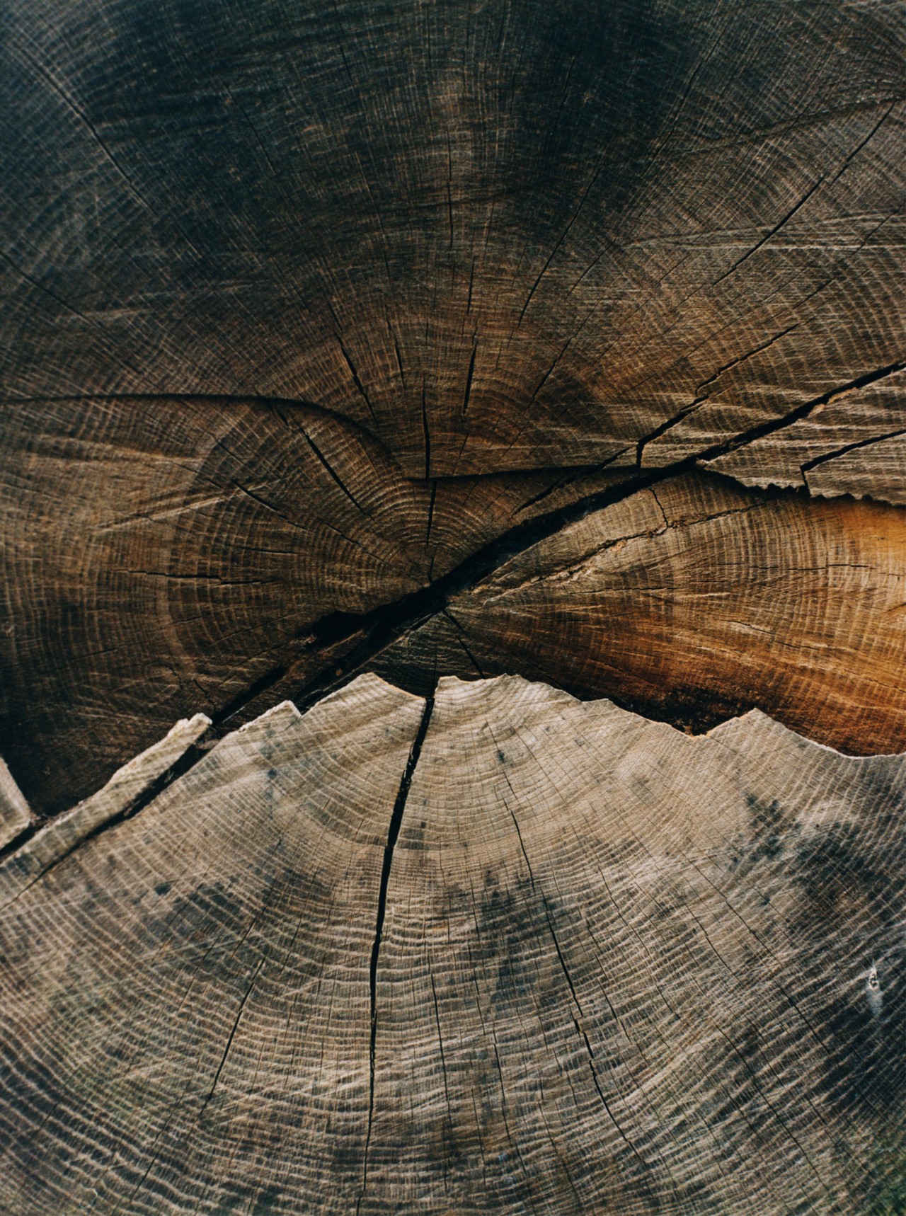 The center of a dark tree trunk.