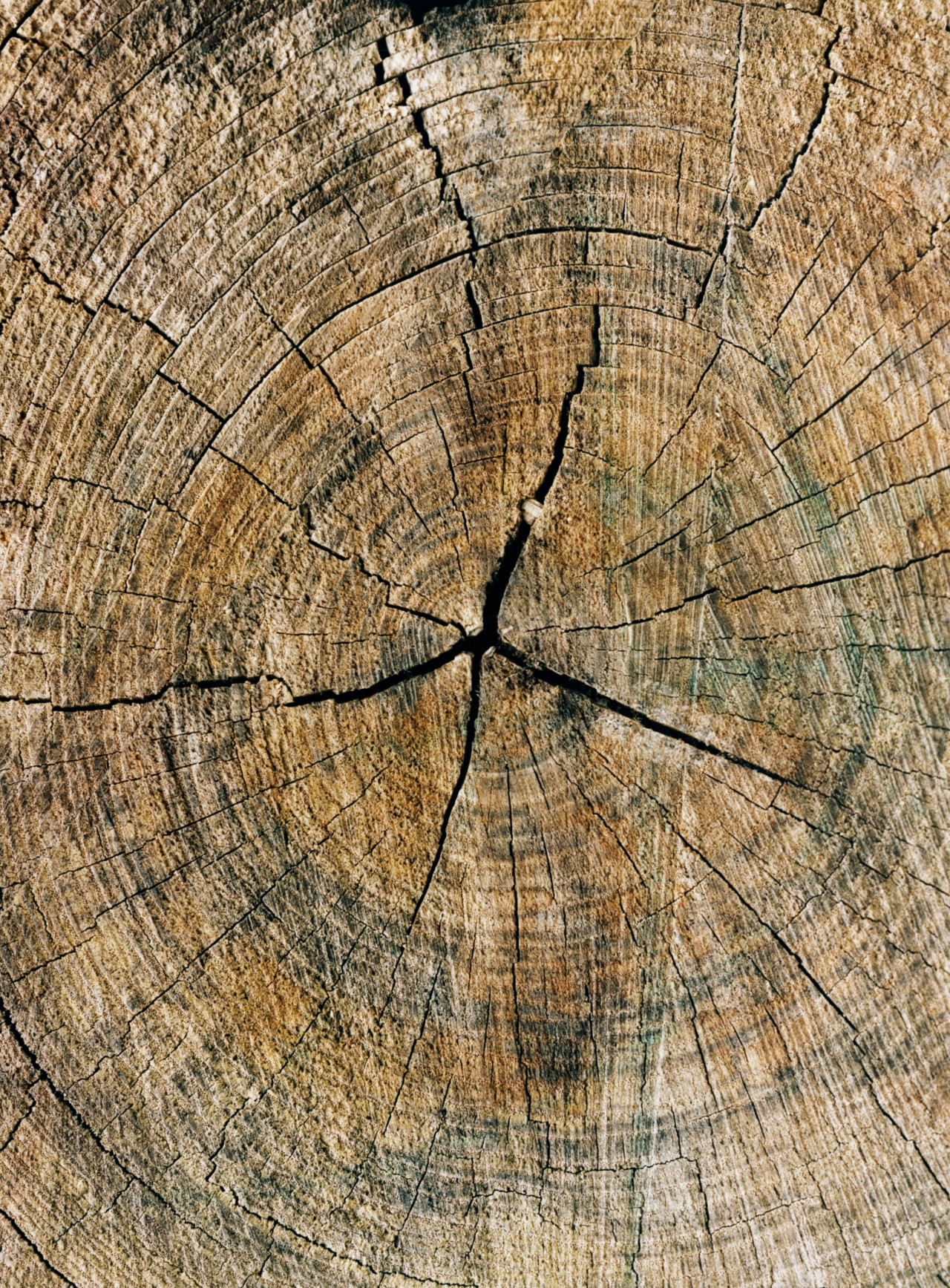 The center of a light brown tree trunk.
