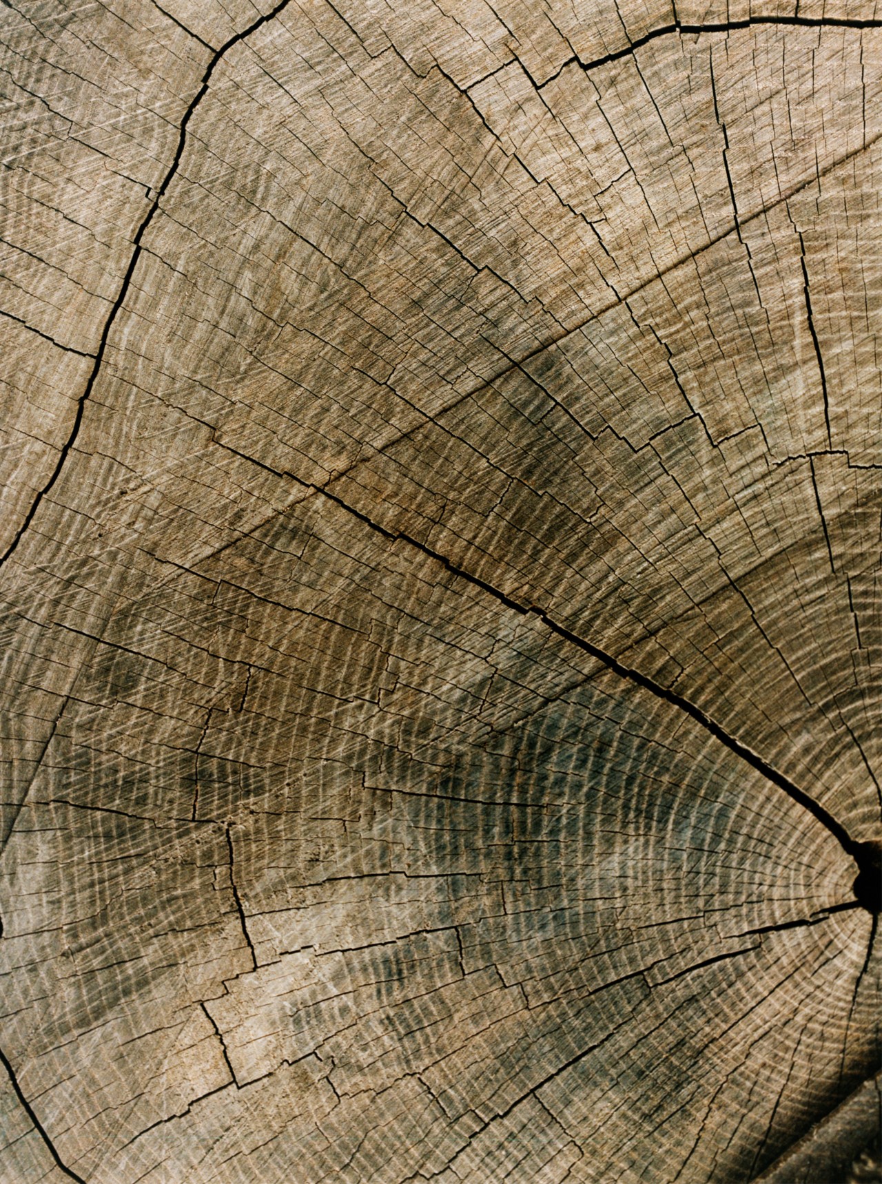 A slight offsides shot of the center of a brownish black tree trunk.