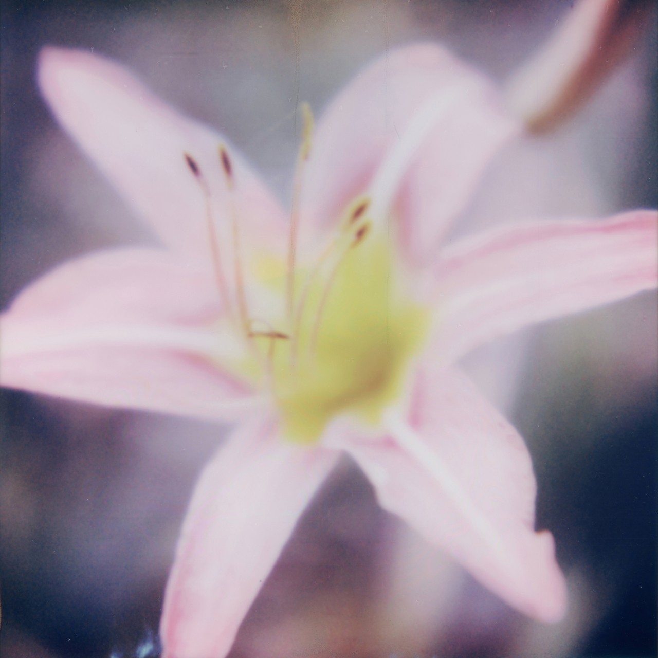 Light pink flower with yellow on the inside