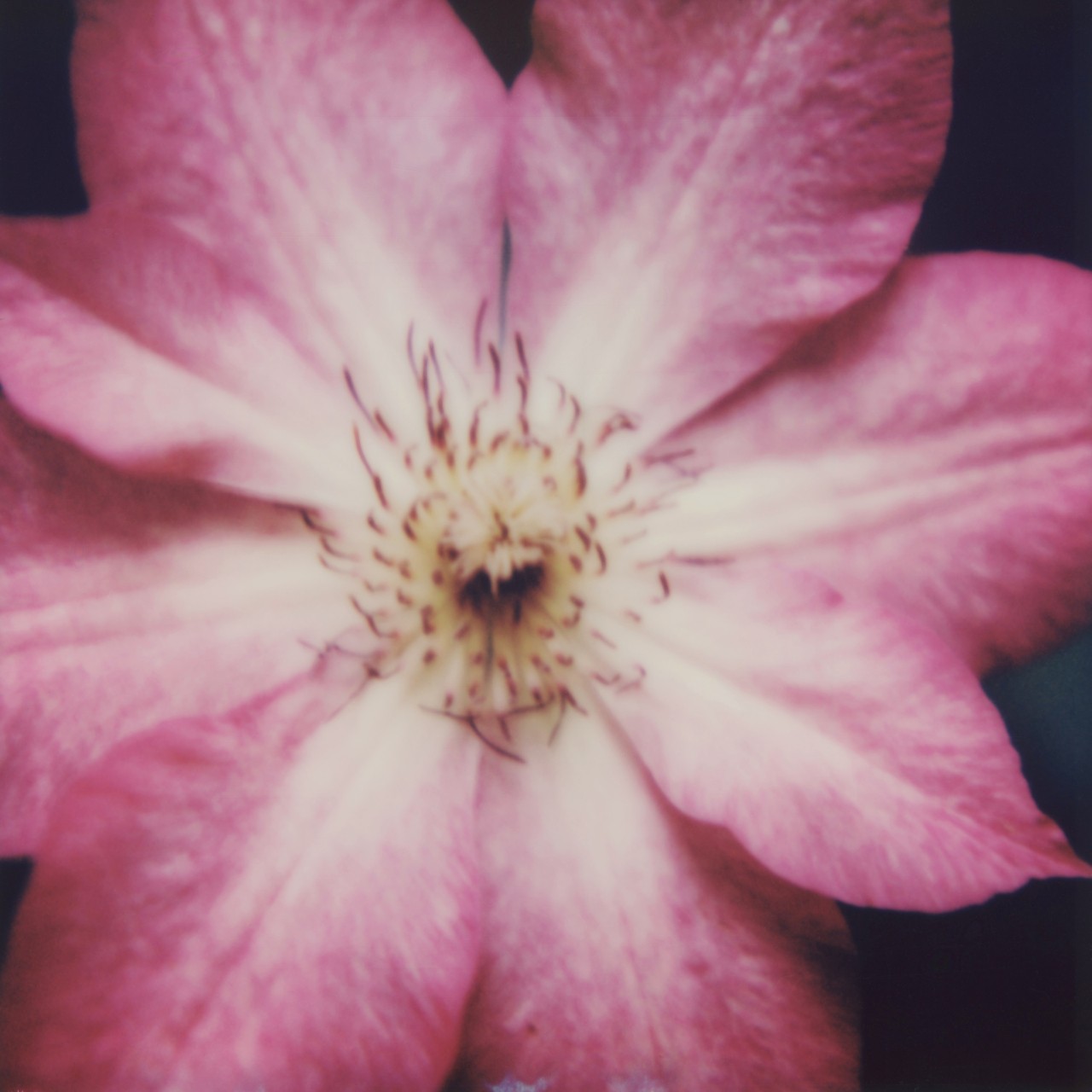 Pink and white flower shows hope amidst climate crisis