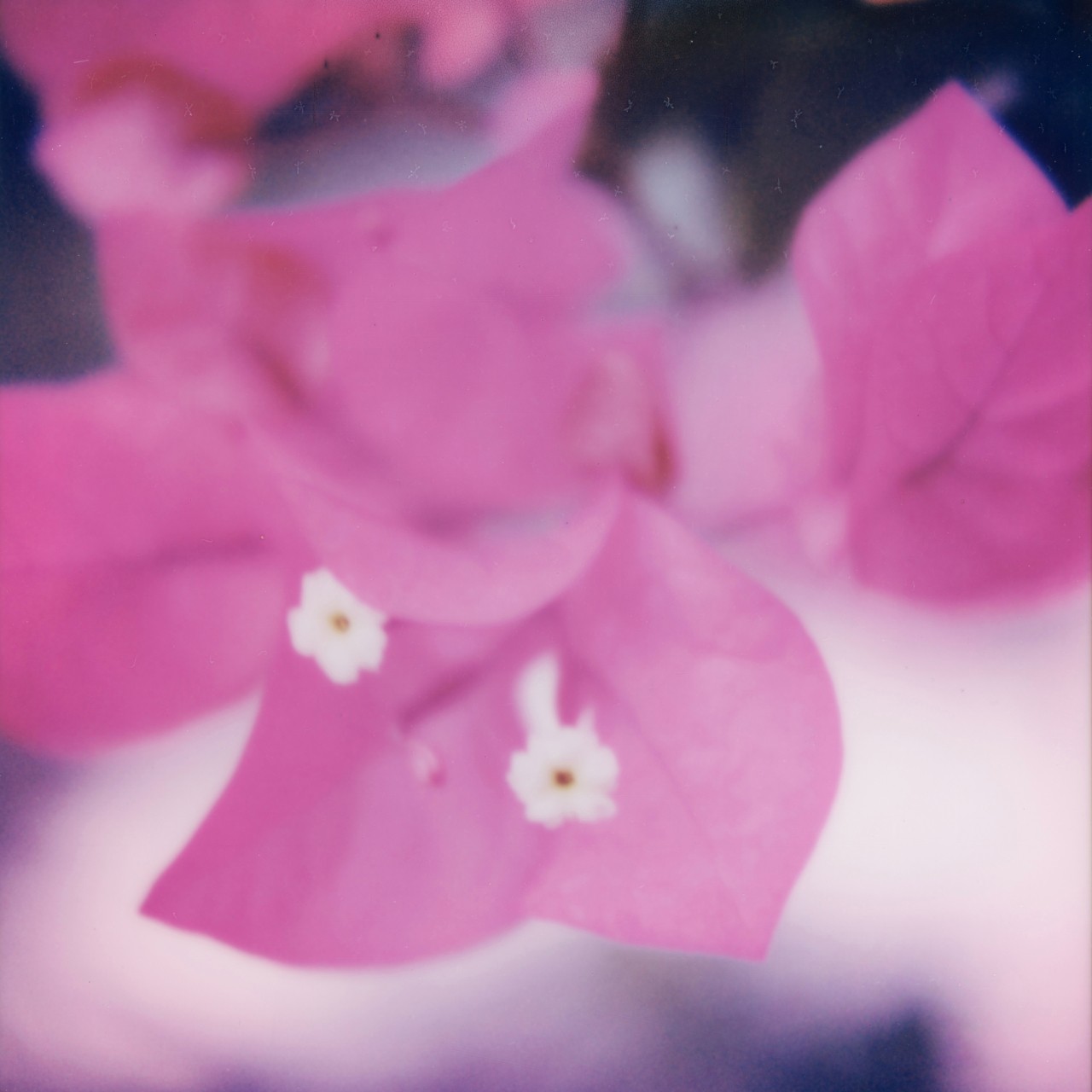 Several dark pink flowers with small white flowers inside
