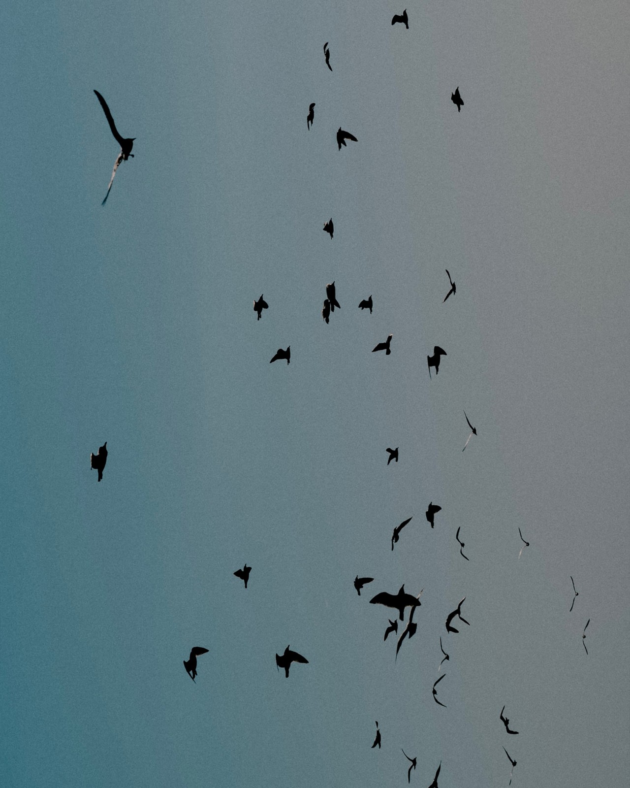 Several black birds fly near each other in pale blue sky
