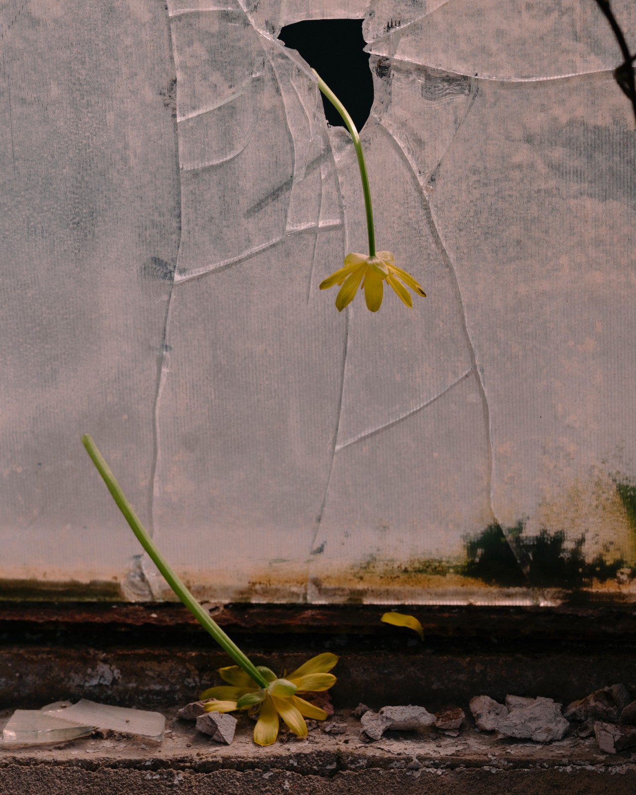 Yellow flowers fall through the large crack of a window