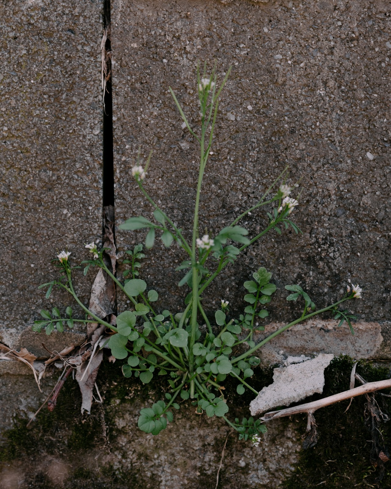 A crack in the concrete reveals a green, weedy plant