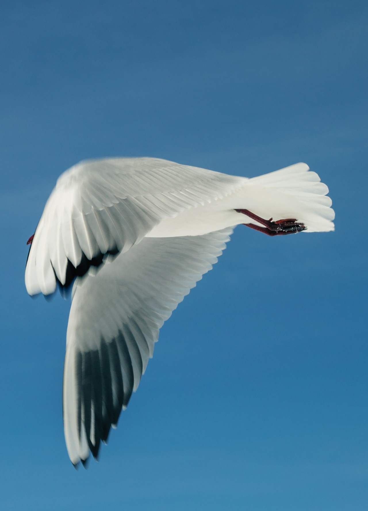 A large black and white bird soars through the blue sky.