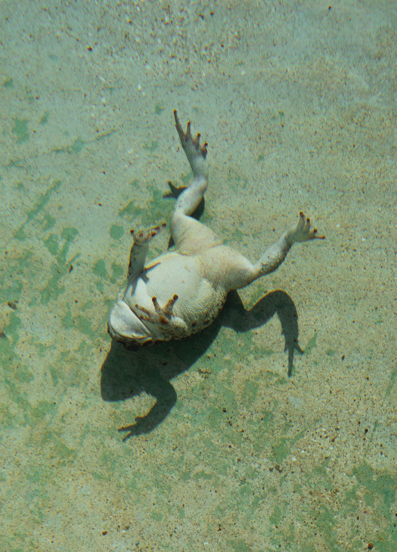 A frog lies on its back at the bottom of a seabed.