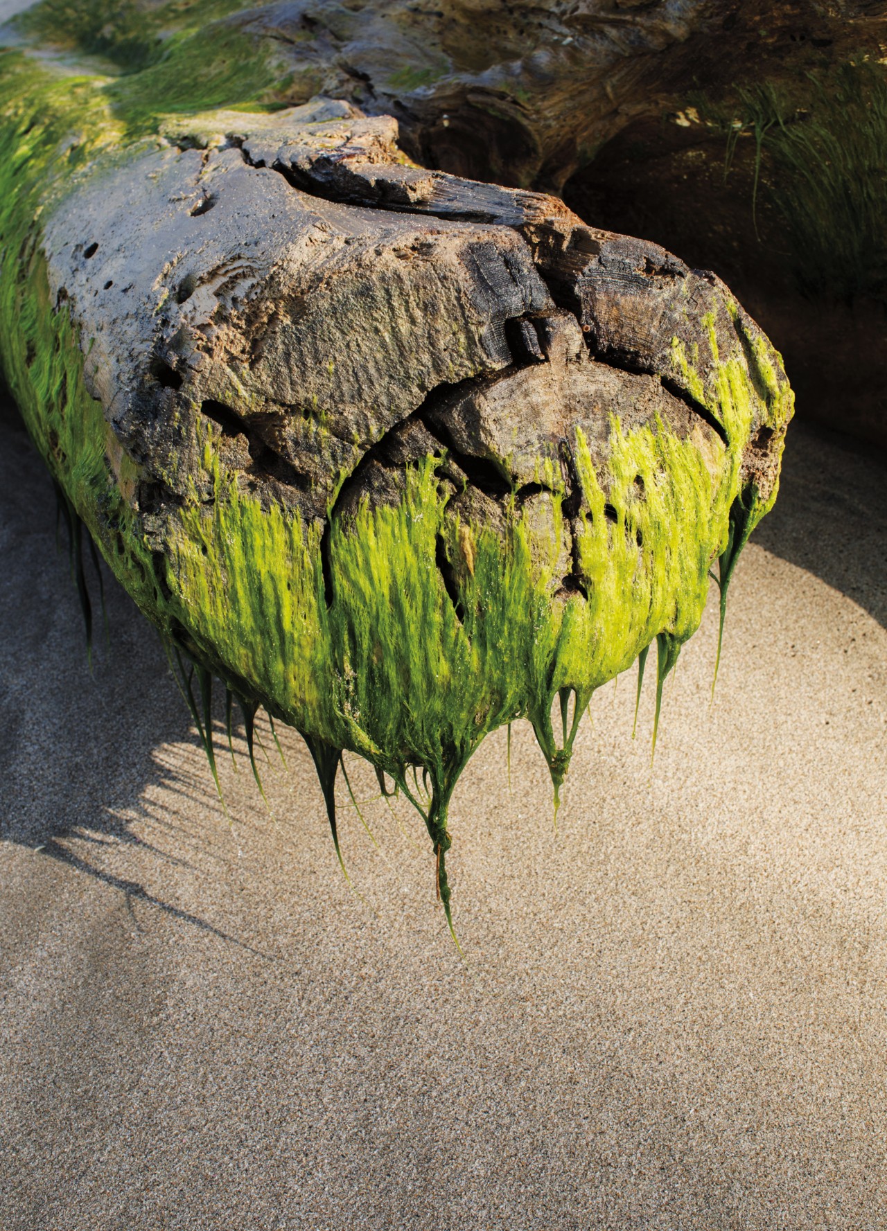 Wet moss hangs from a fallen tree trunk.