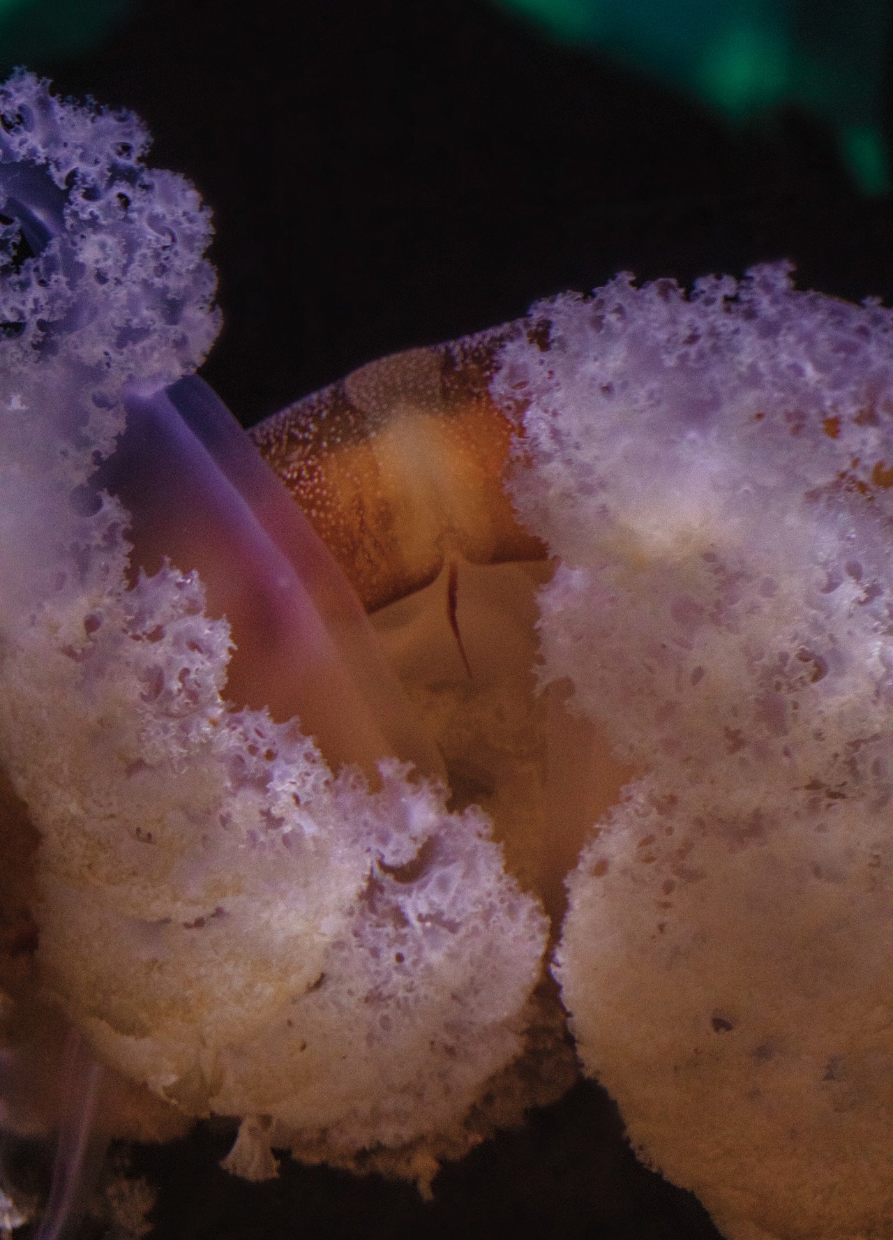 A bioluminescent organism shines bright in front of a black background.