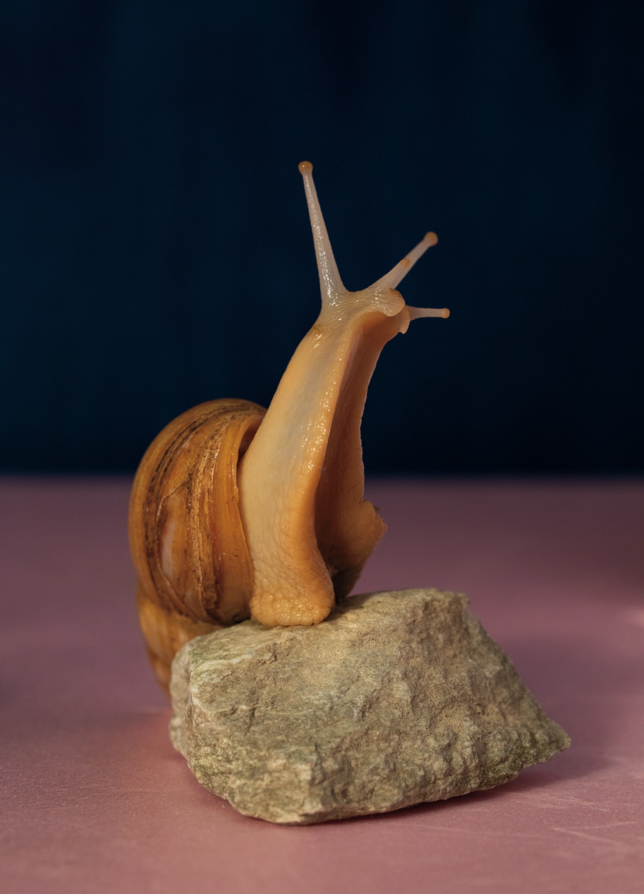 A snail sits on top of a small rock. The background is pink and blue.