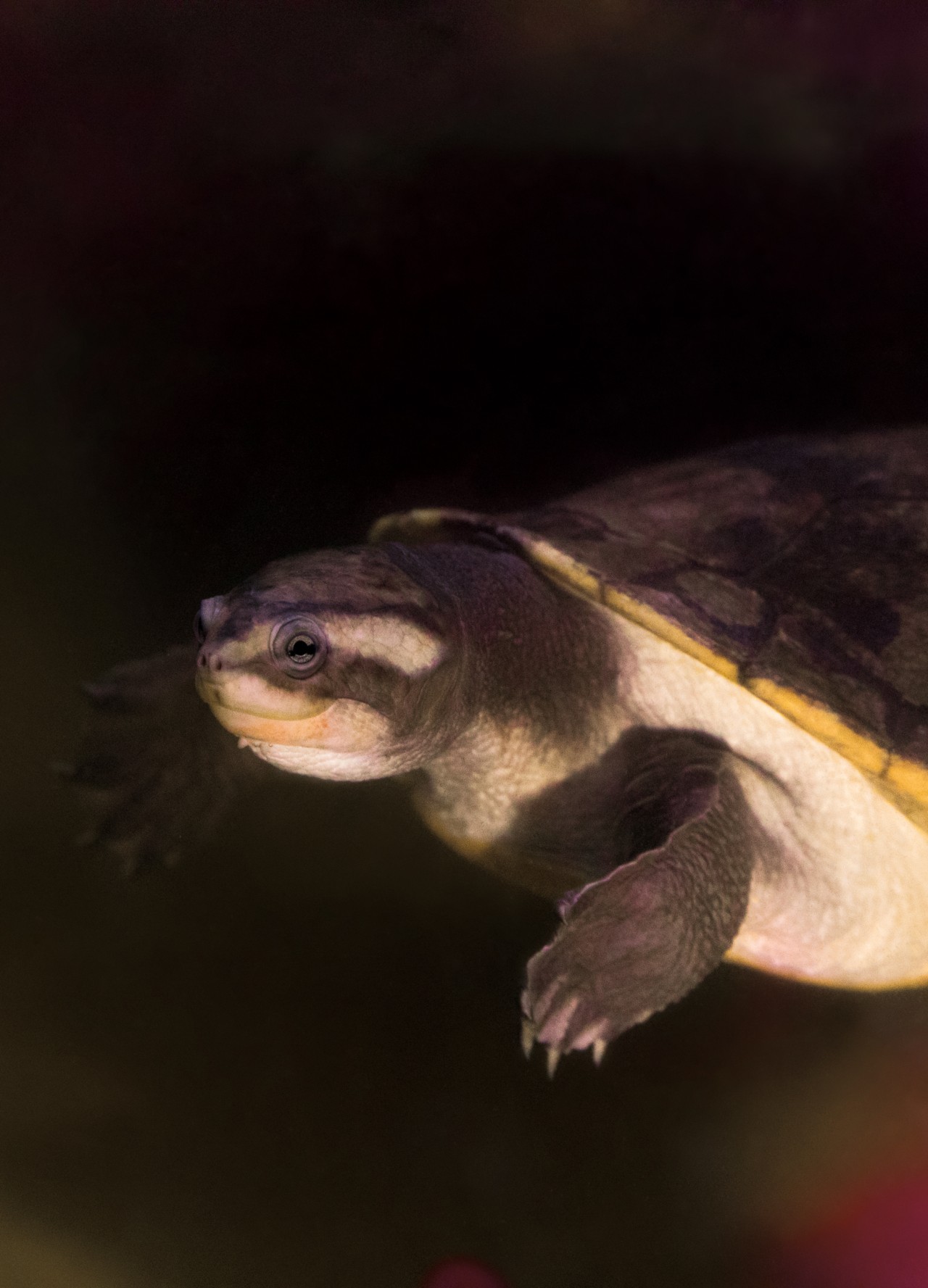 A semi-lit turtle swims through the water.