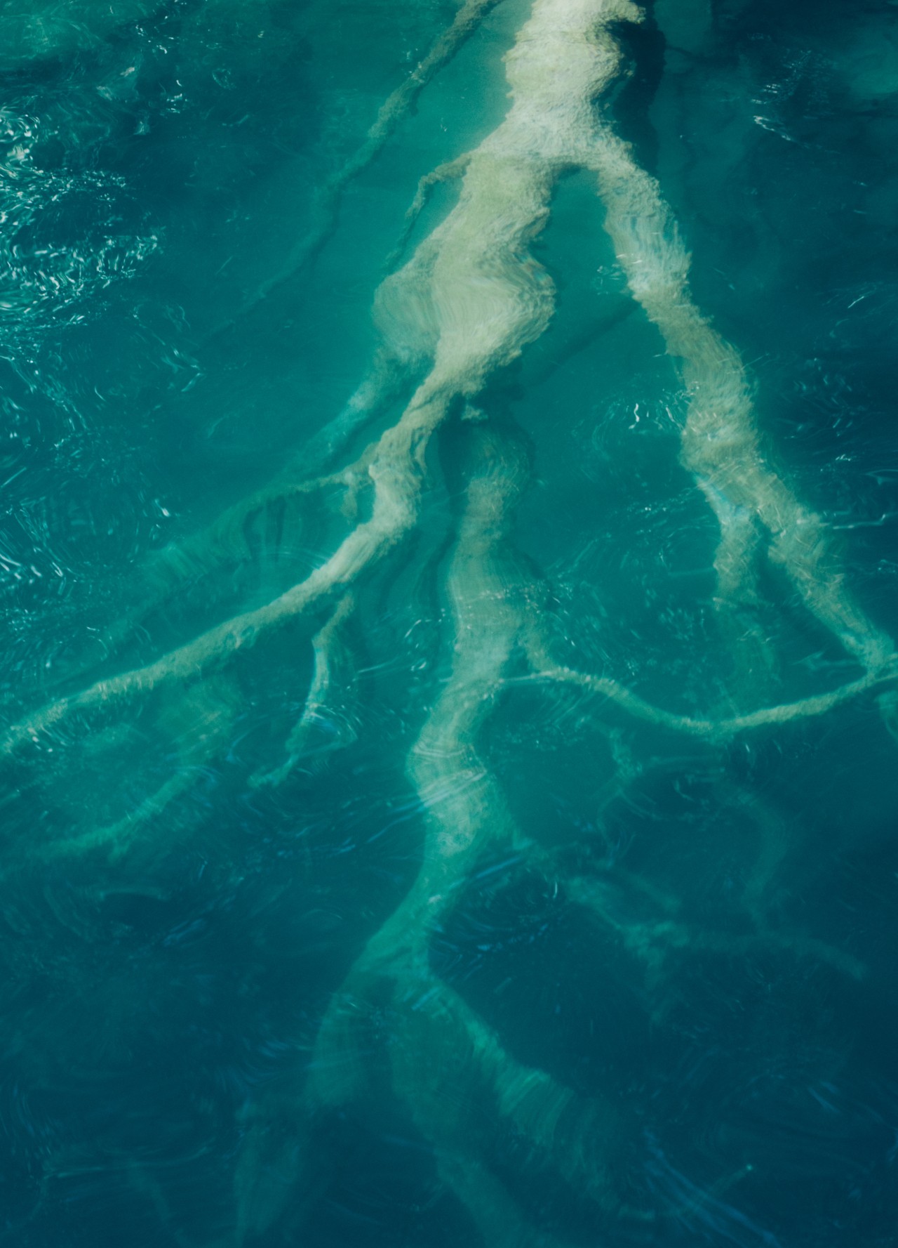 A tree branch lies right below the clear blue water's surface.