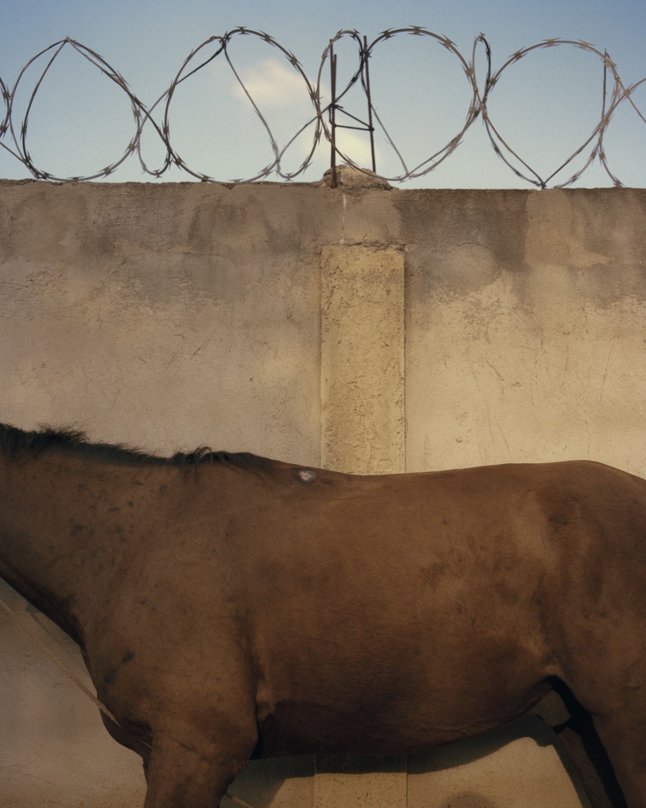 The body of a brown horse stands in front of a cement wall with barbed wire on top in Venezuela.