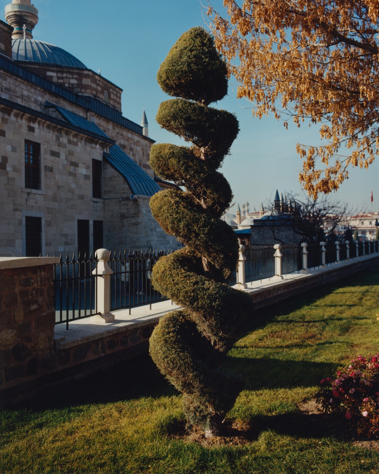 A small tree, trimmed in the shape of a spiral stands on a lawn in front of a gated building.