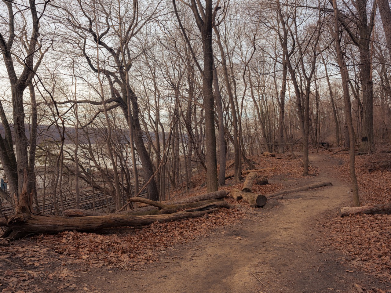 A dirt path divides a forest.
