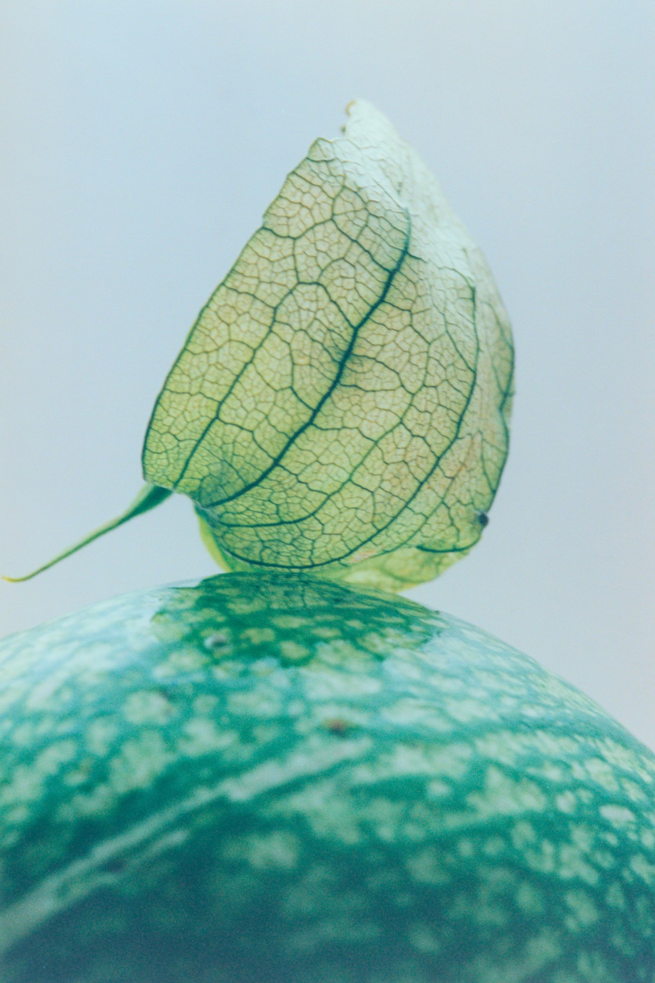 Feeding the Revolution: Claudia Serrato On Decolonizing Your Diet