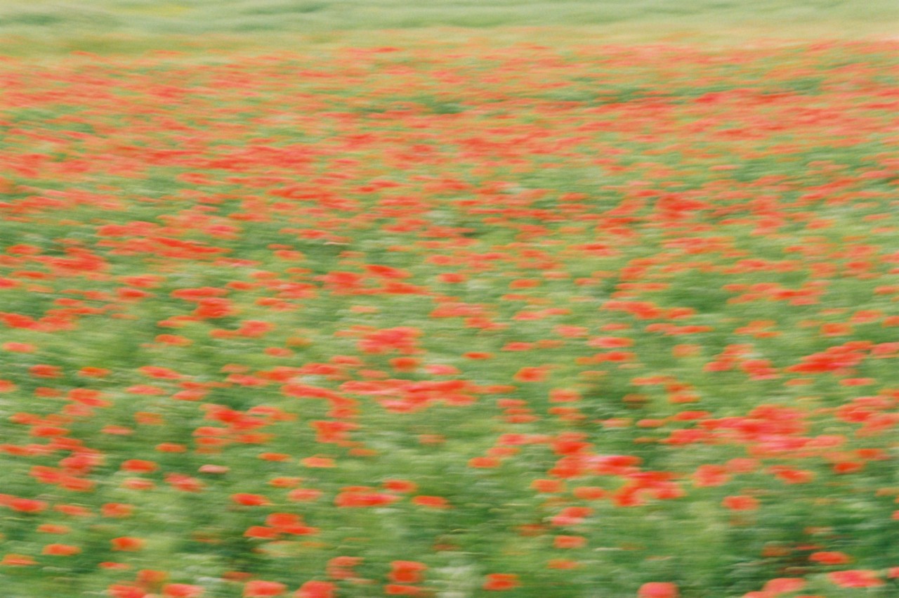 A field of blurry red flowers.